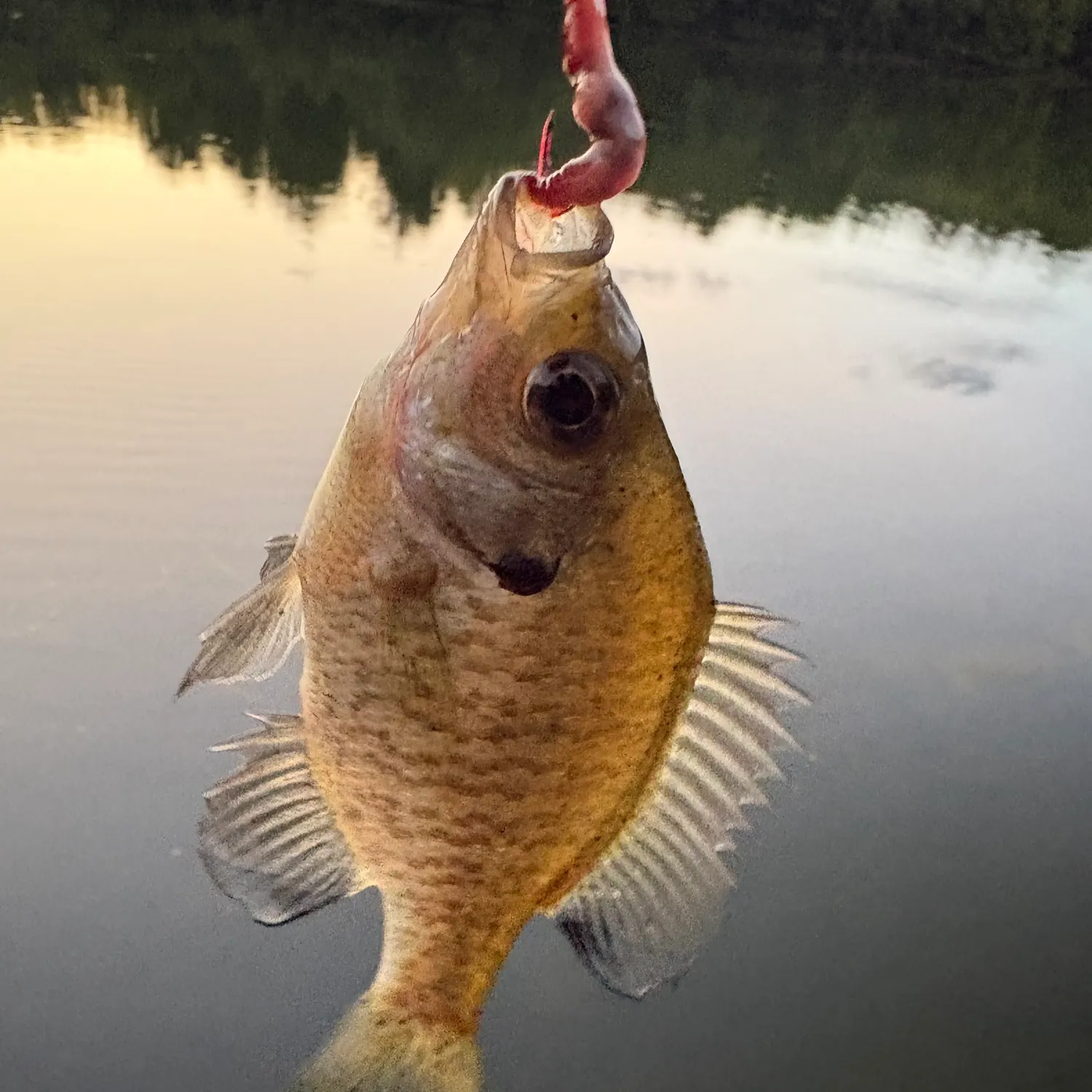 Bluegill caught on Fishbrain