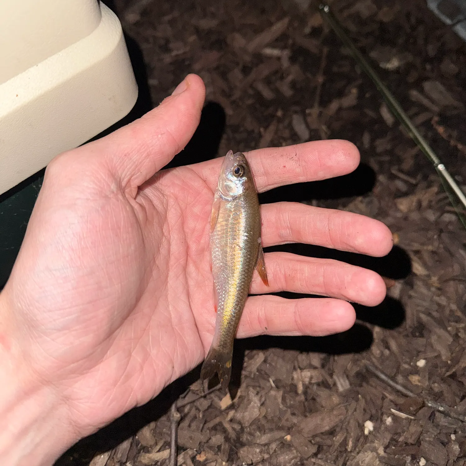 Common shiner caught on Fishbrain