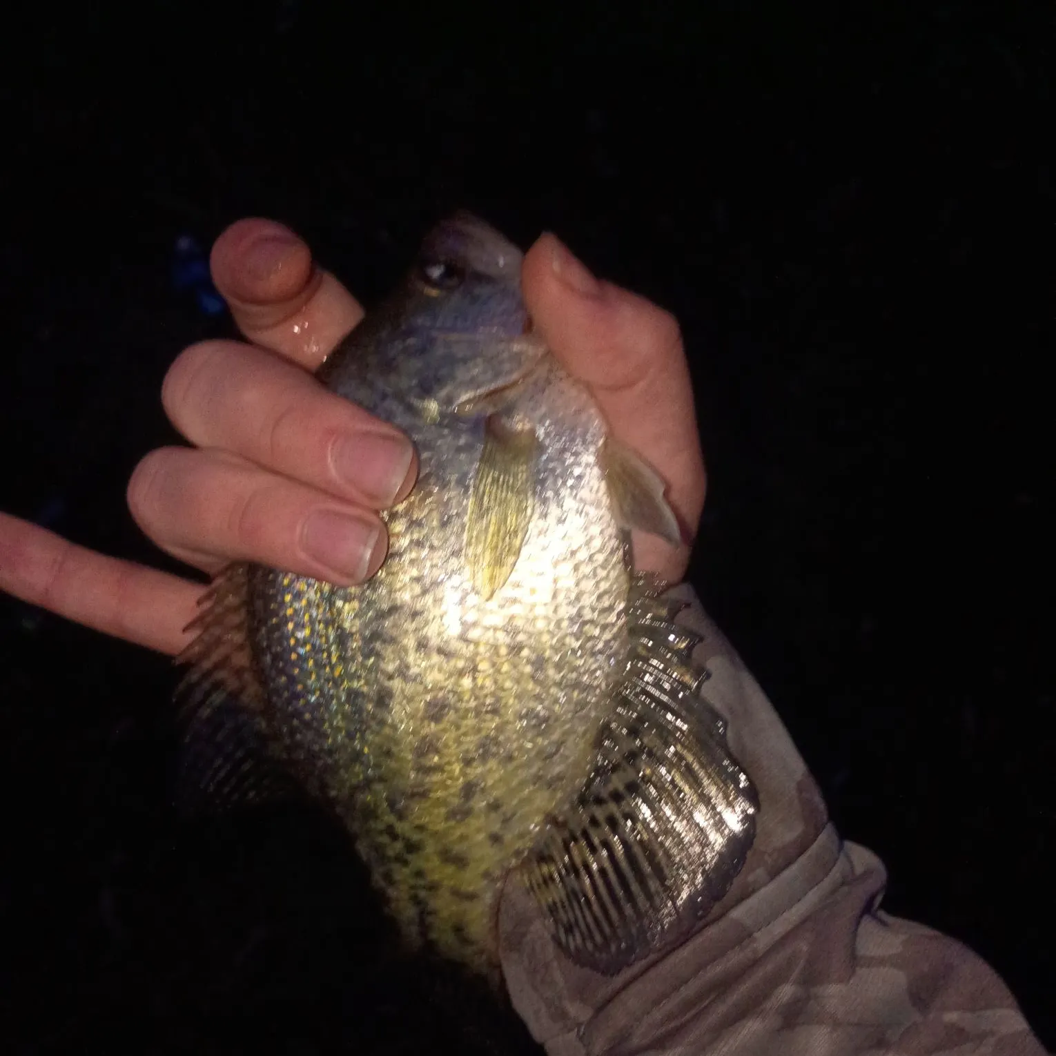 Black crappie caught on Fishbrain
