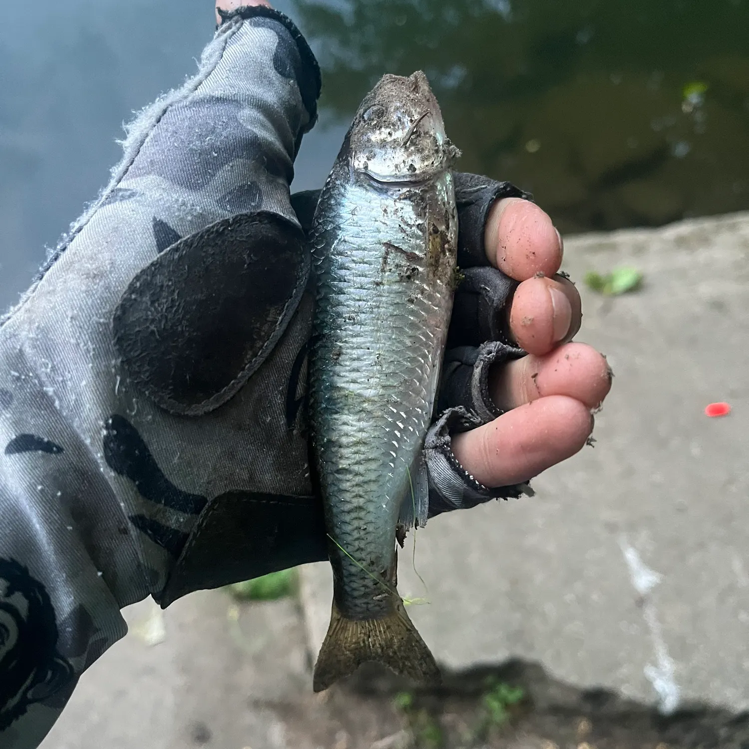 The most recent Common shiner catches on Fishbrain