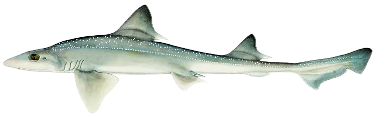 Gummy shark