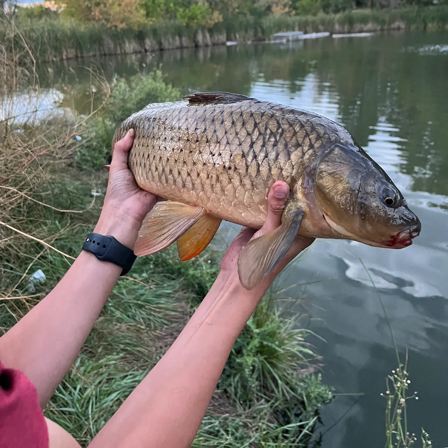 Common carp caught on Fishbrain