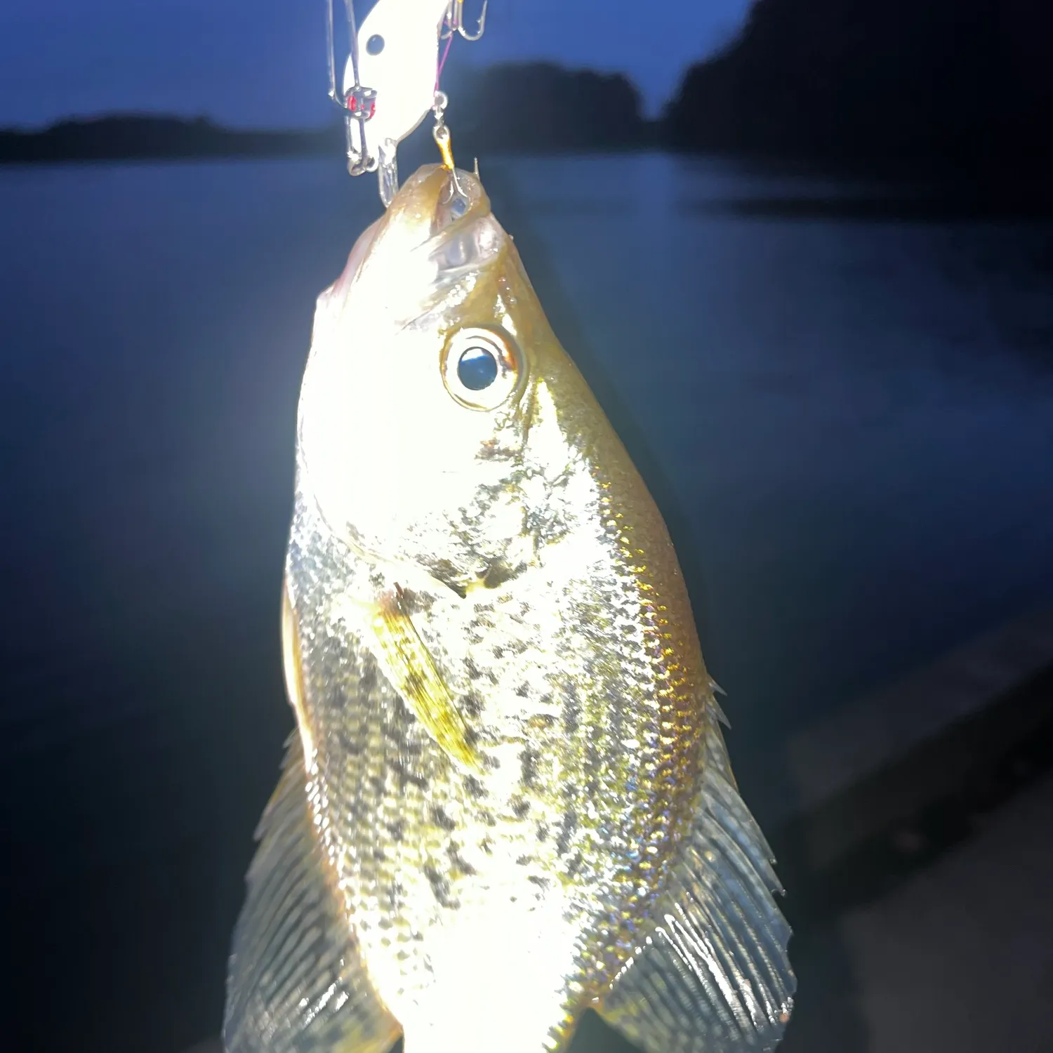 Black crappie caught on Fishbrain