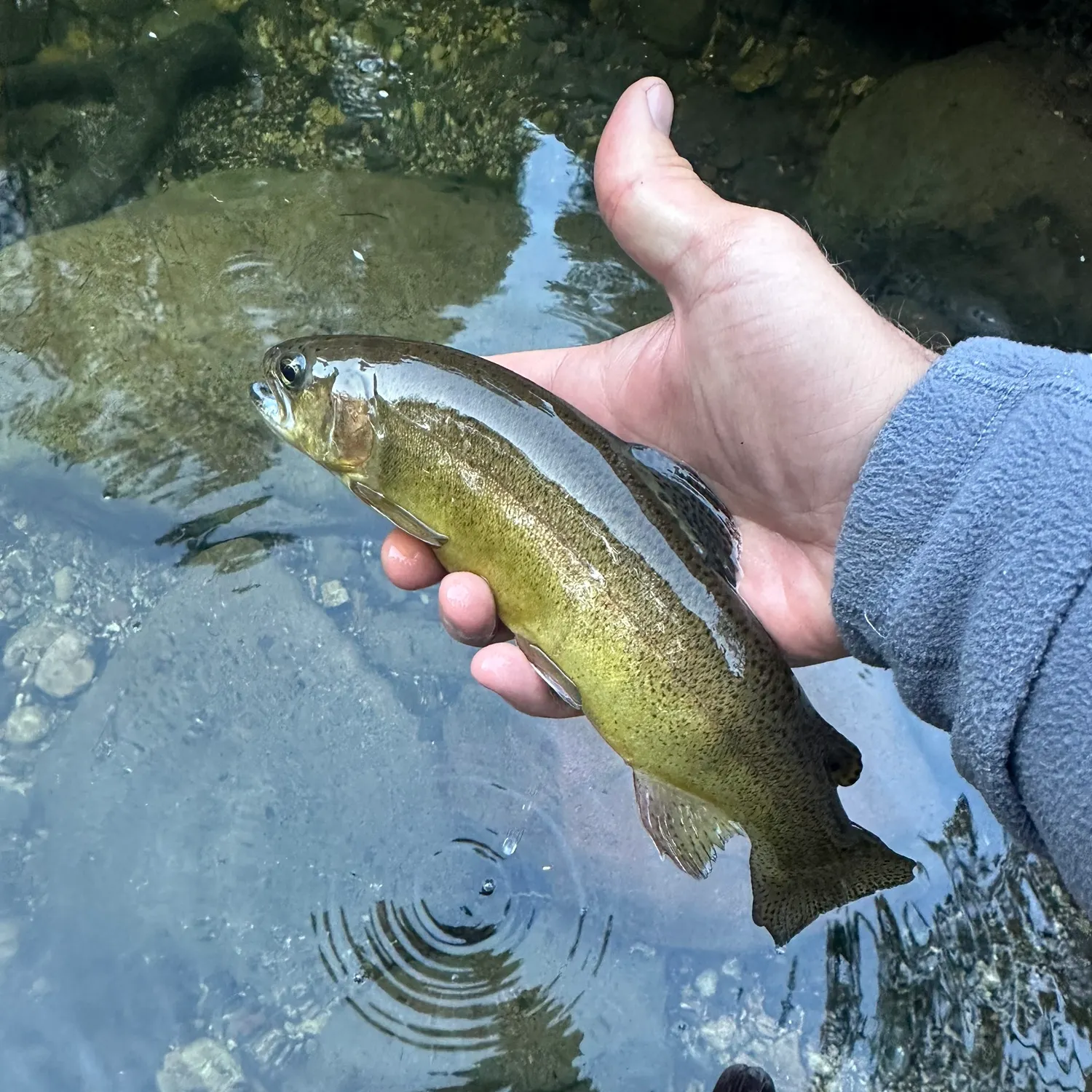 The most recent Gila trout catches on Fishbrain