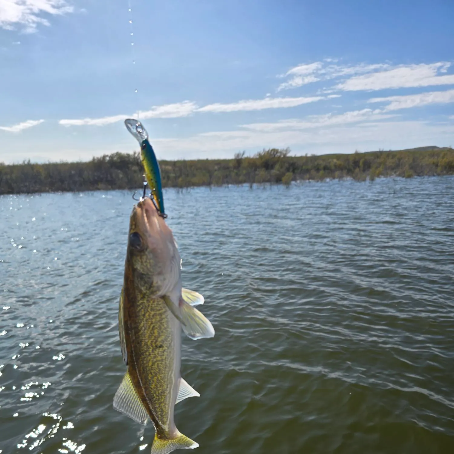 Walleye caught on Fishbrain