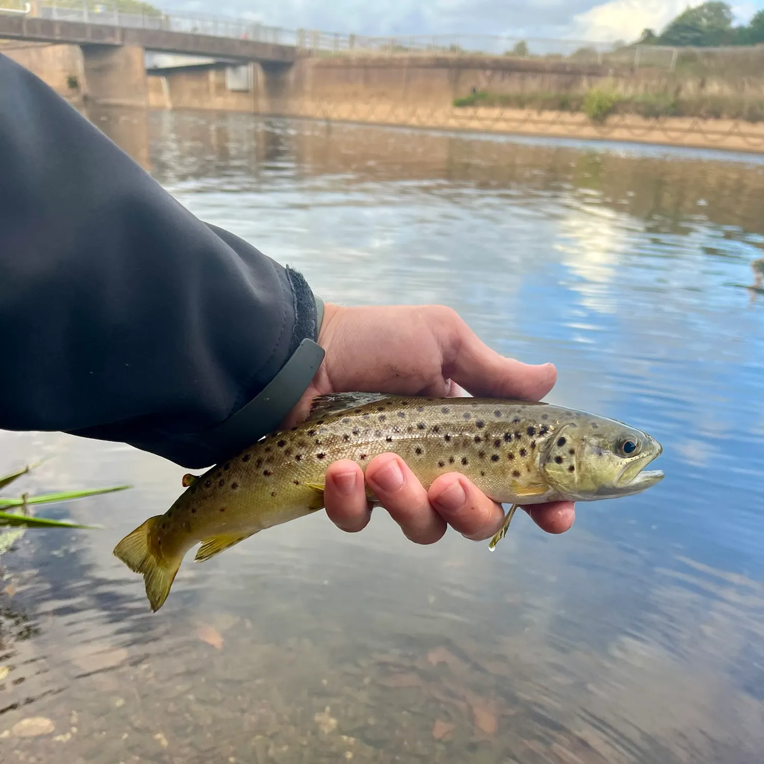 Brown trout caught on Fishbrain