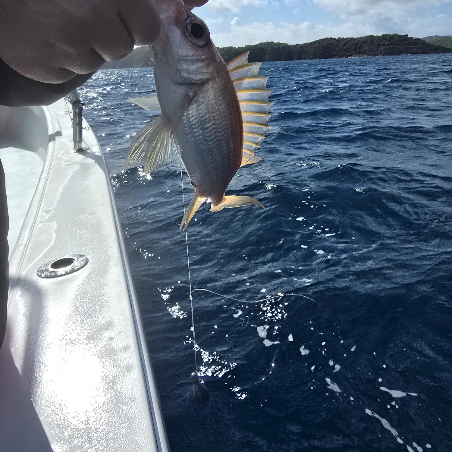 The most recent Common squirrelfish catches on Fishbrain