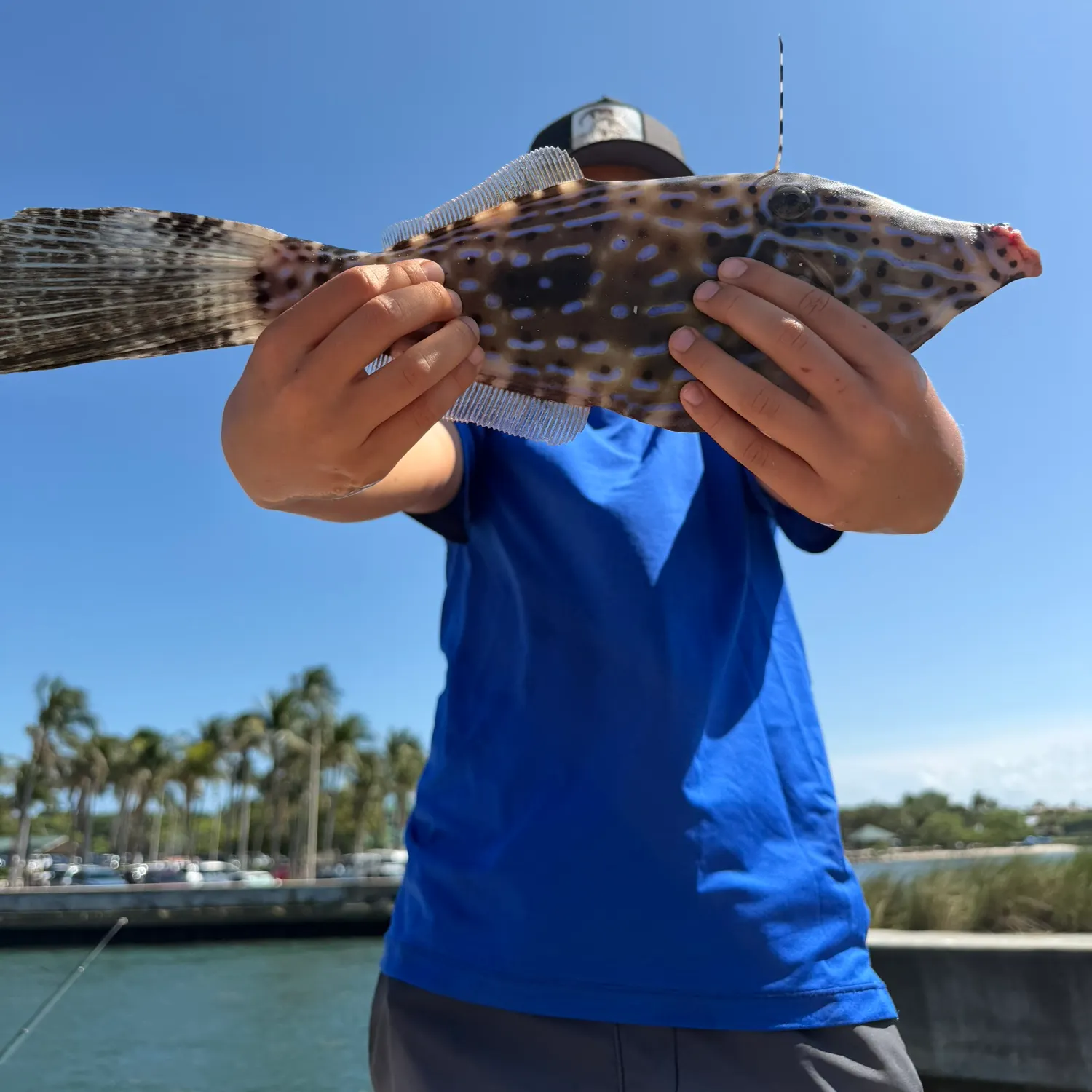 The most recent Scrawled filefish catches on Fishbrain