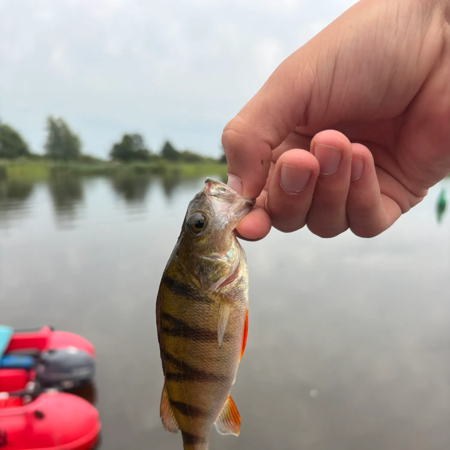 European perch caught on Fishbrain