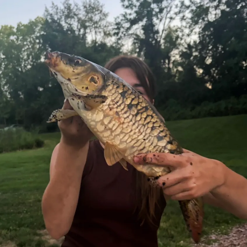 Common carp caught on Fishbrain