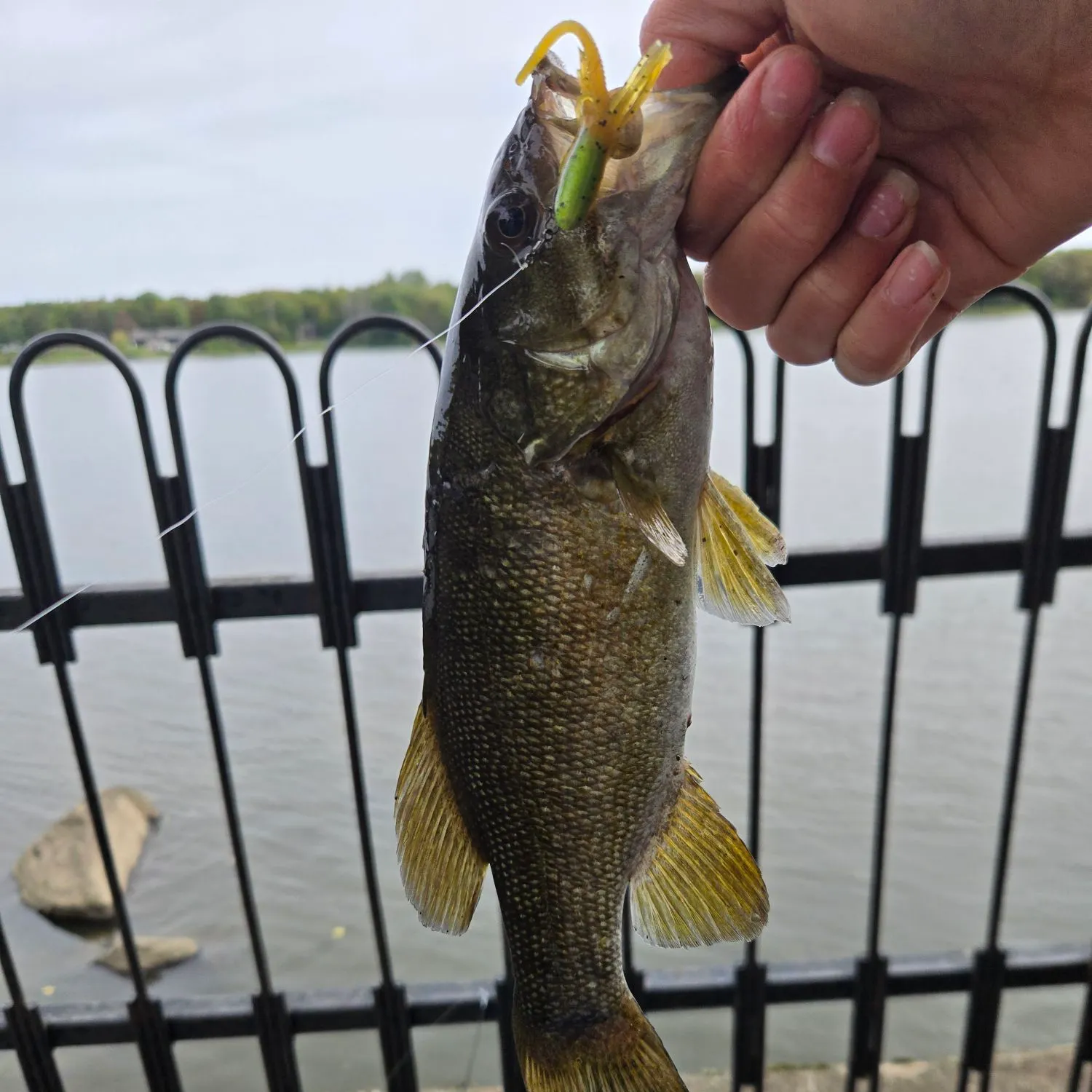 Smallmouth bass caught on Fishbrain