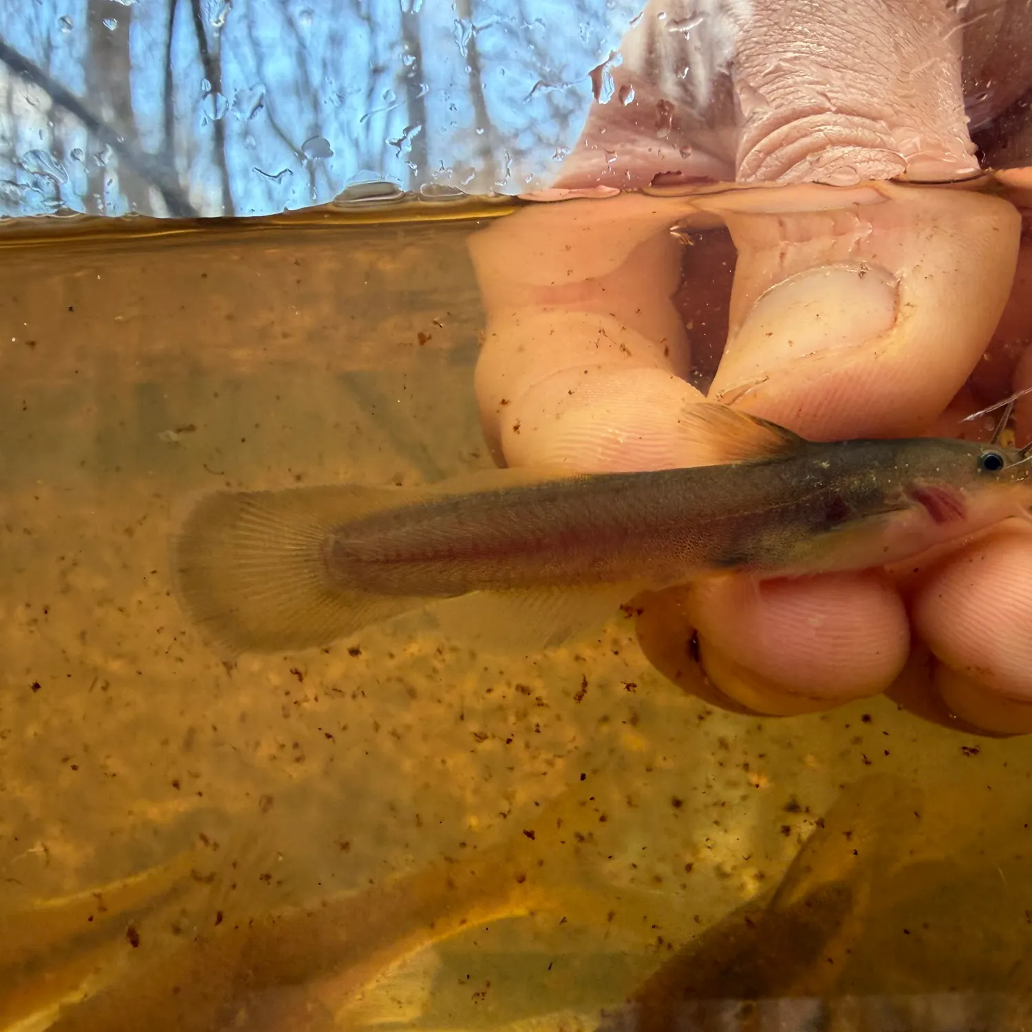 The most recent Margined madtom catches on Fishbrain