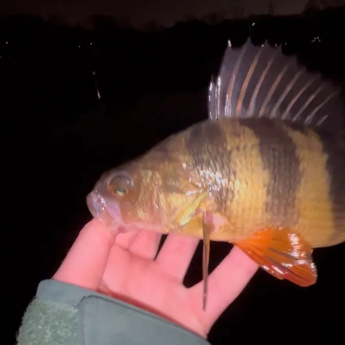 The most recent Yellow perch catches on Fishbrain