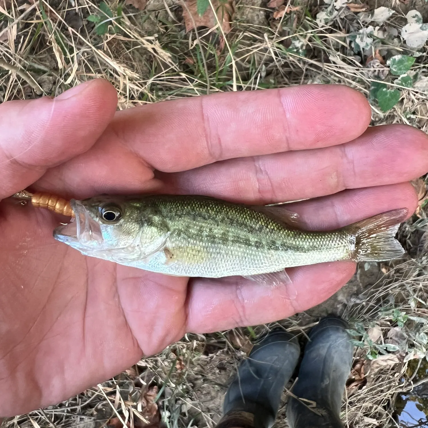 Spotted bass caught on Fishbrain