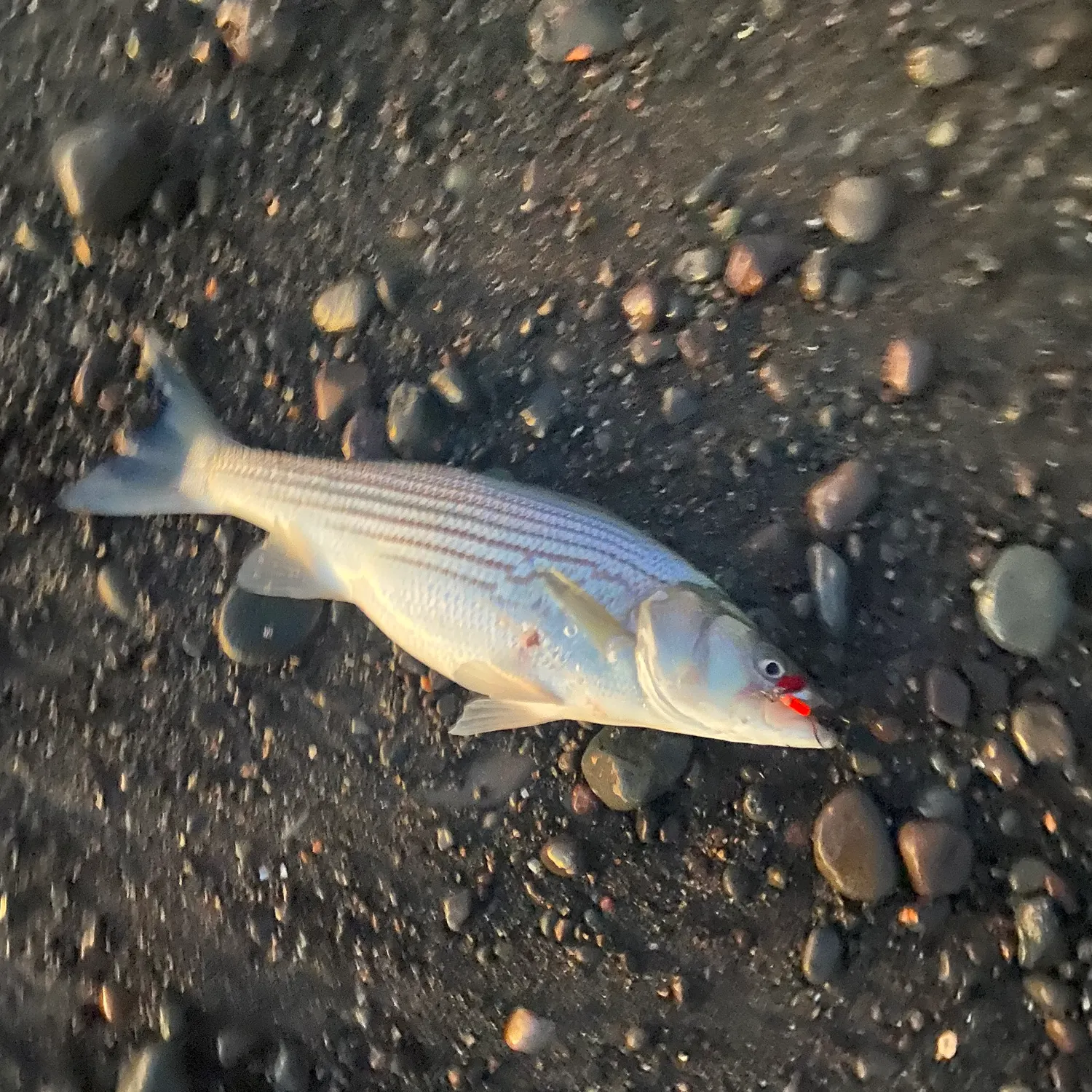 Striped bass caught on Fishbrain