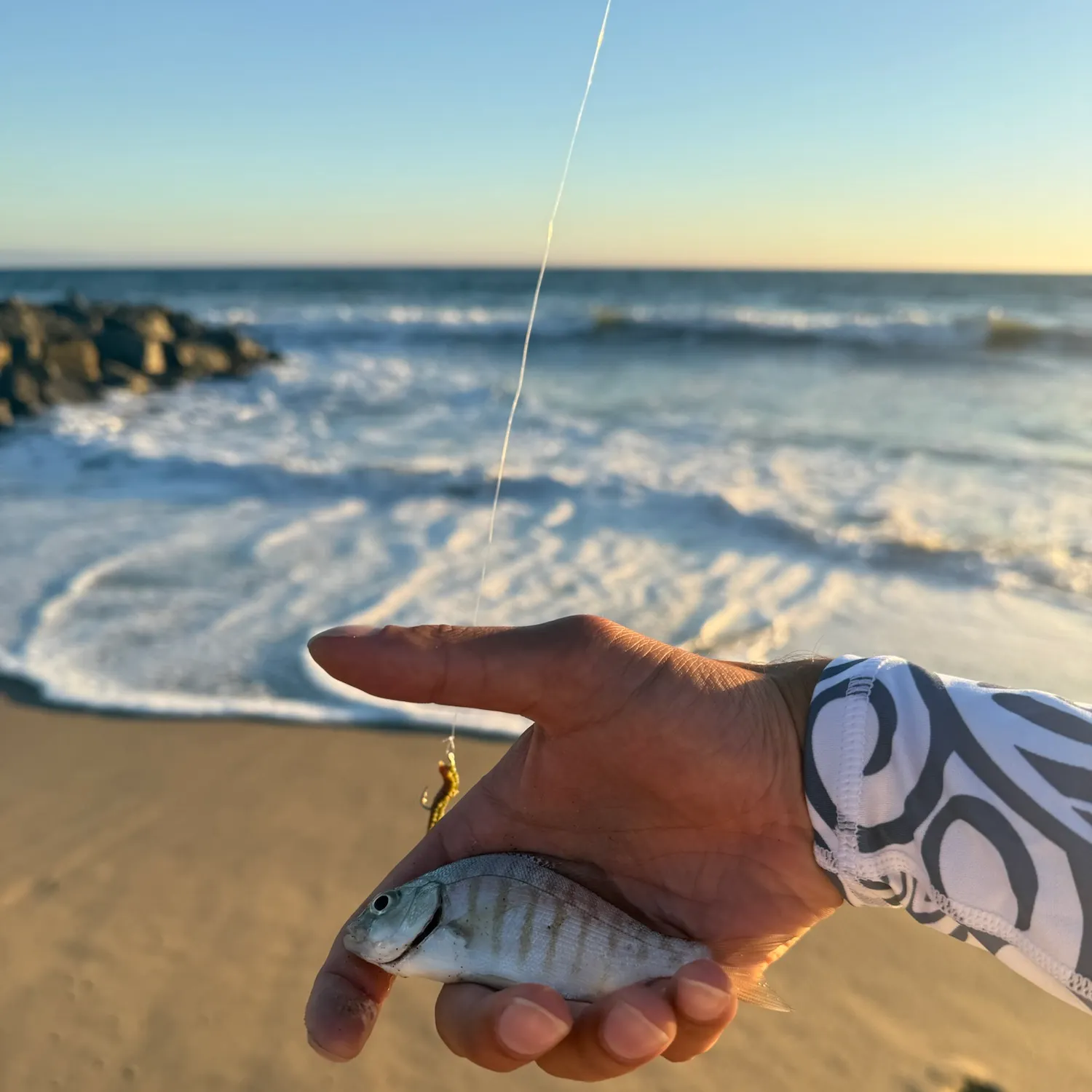 The most recent Barred surfperch catches on Fishbrain