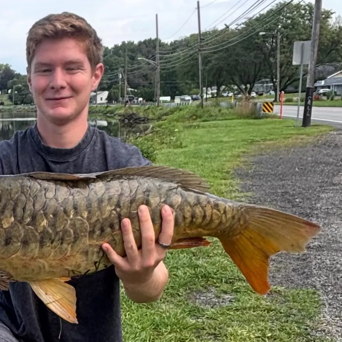 Mirror carp caught on Fishbrain