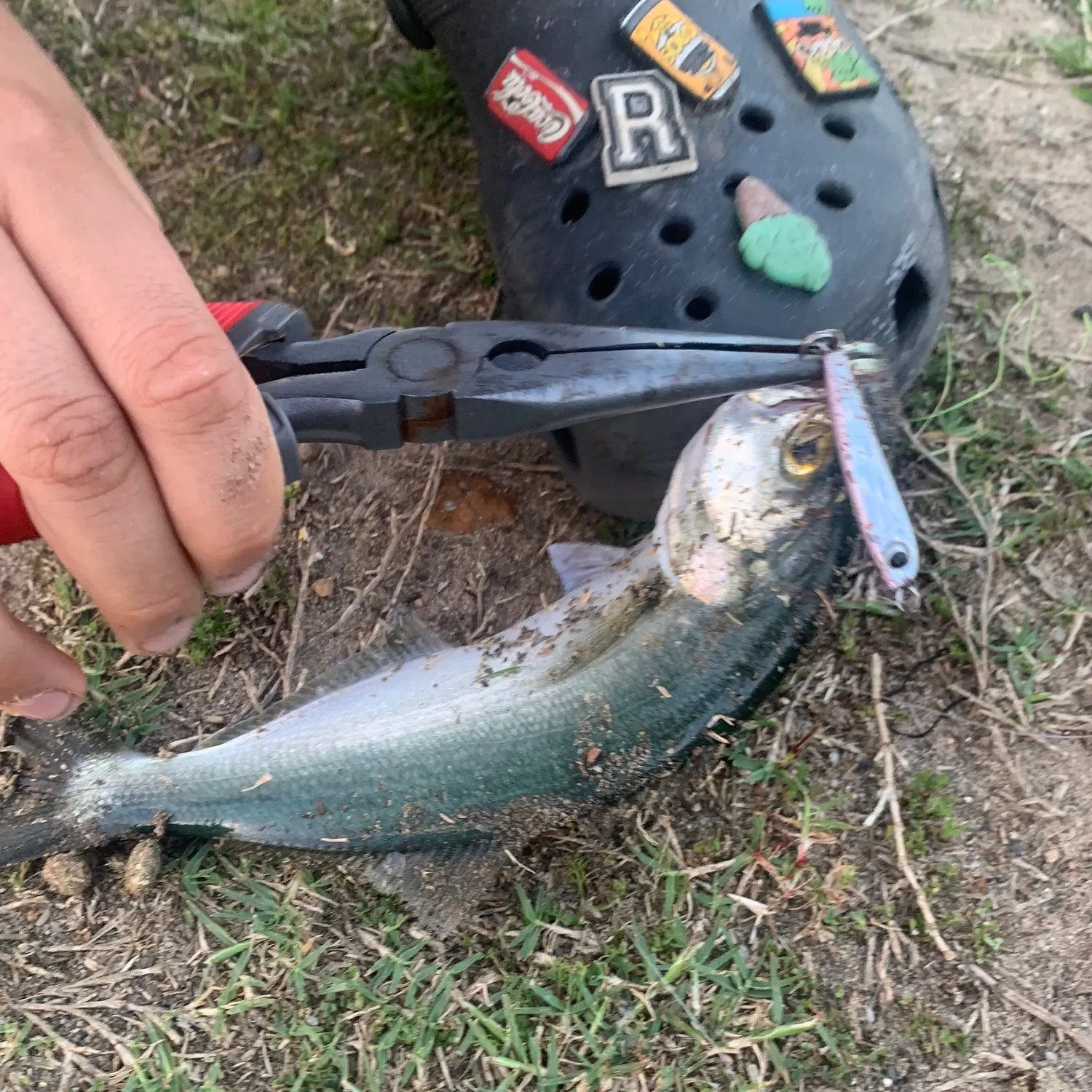 Bluefish caught on Fishbrain