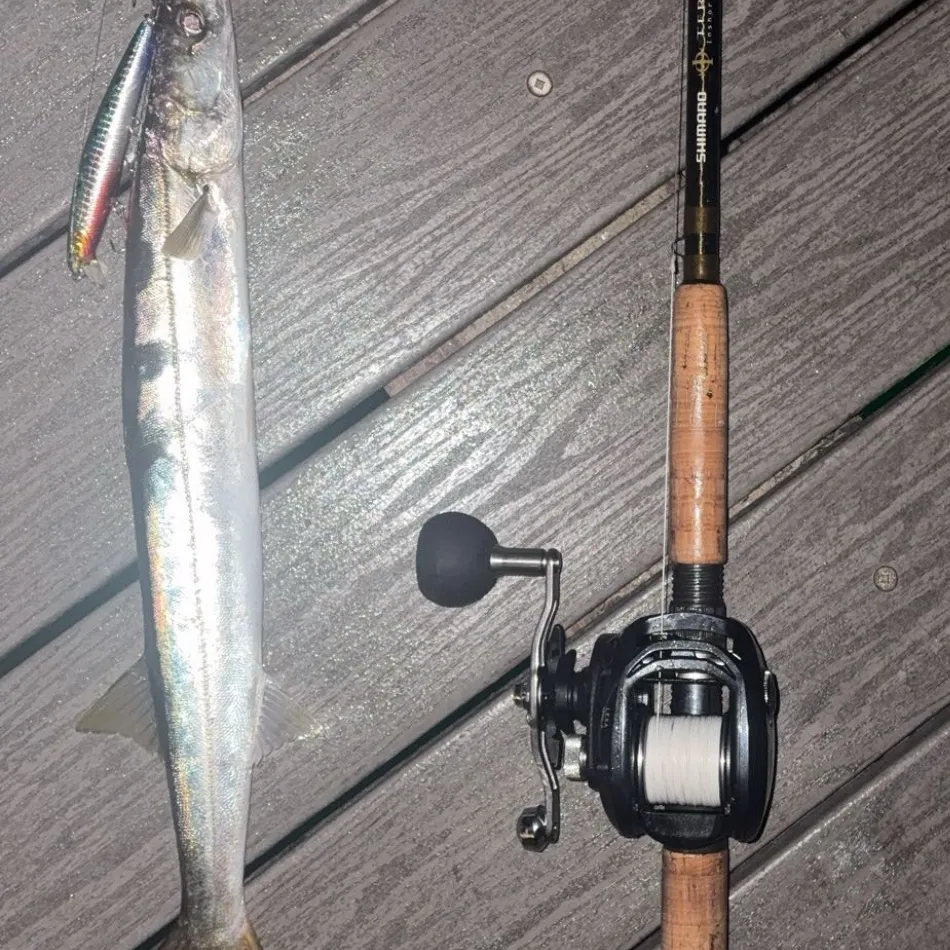 The most recent Pacific barracuda catches on Fishbrain