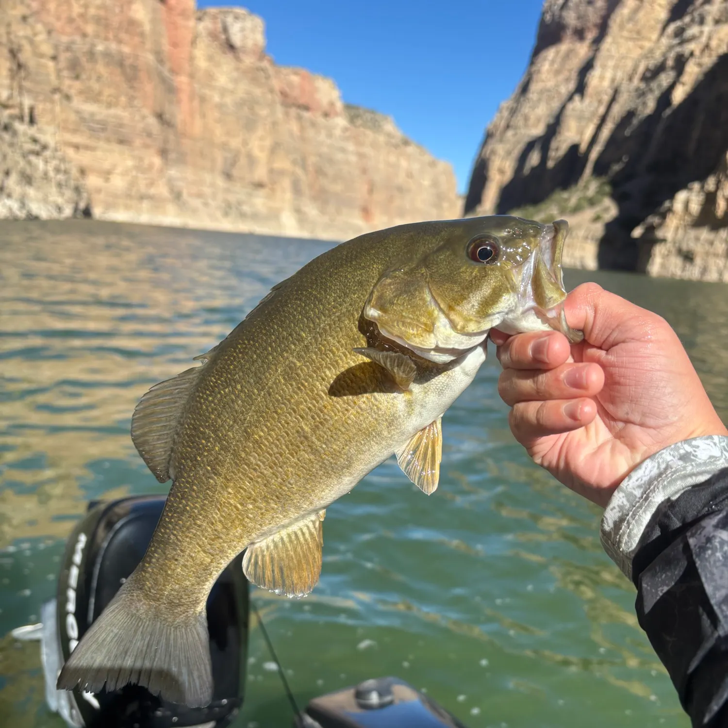 Smallmouth bass caught on Fishbrain