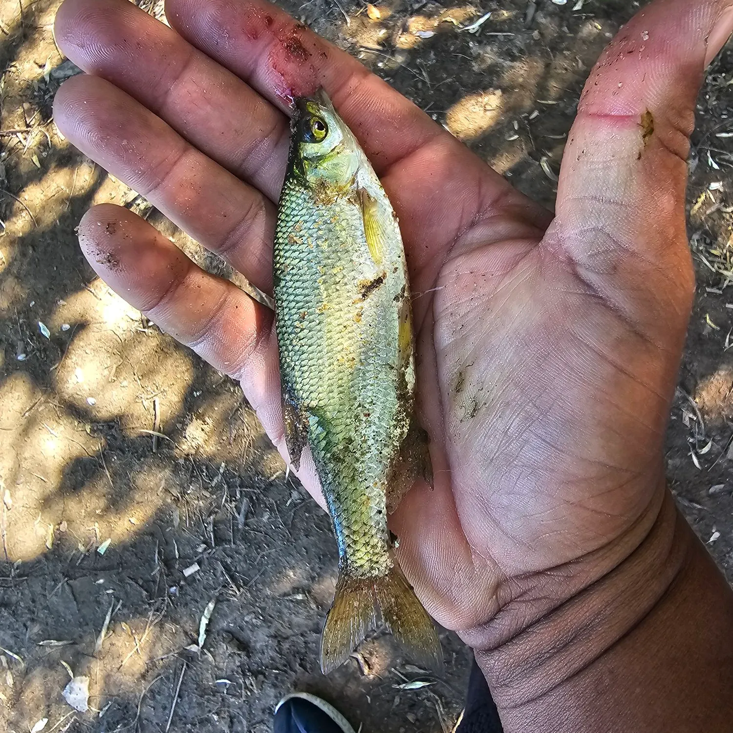 Golden shiner caught on Fishbrain
