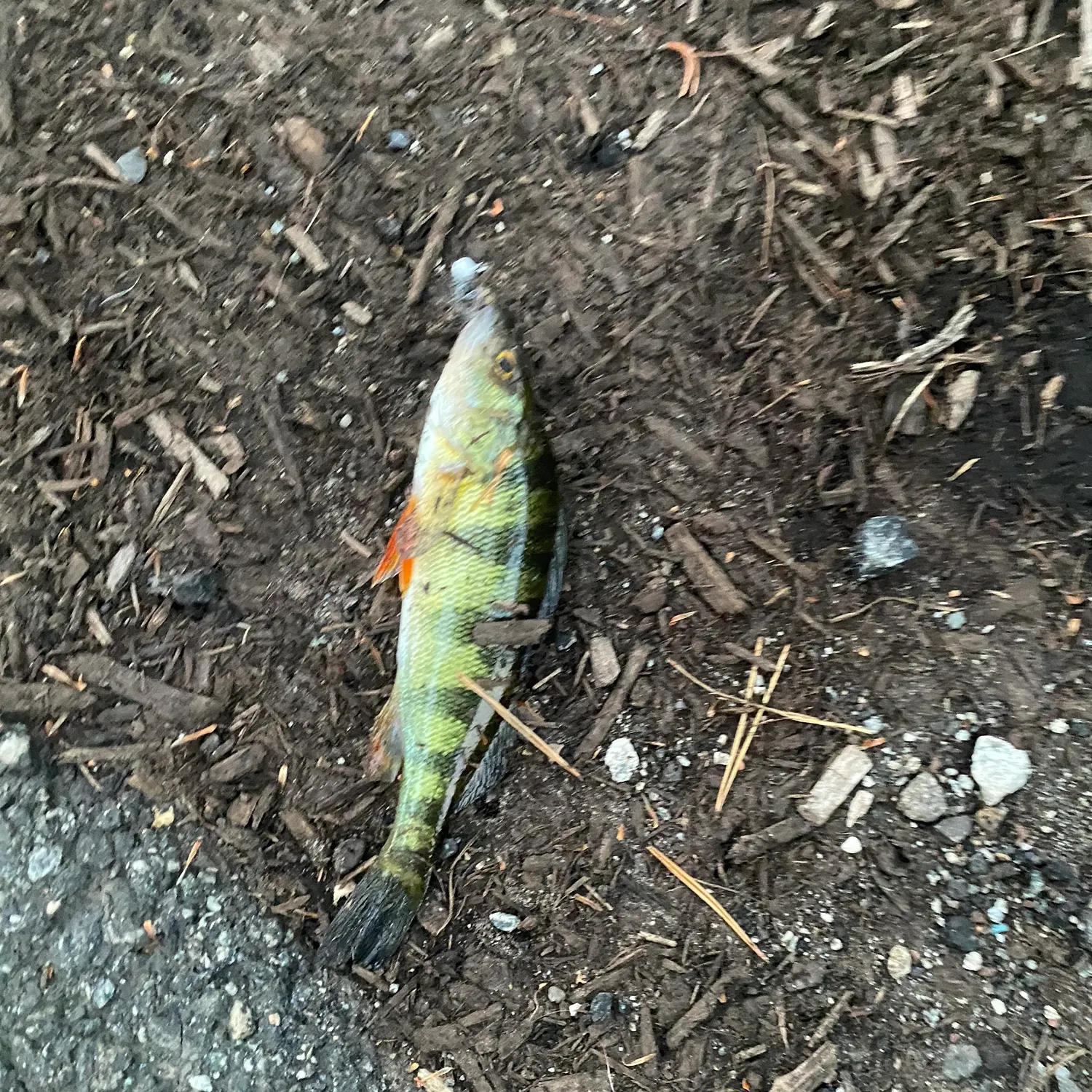 Yellow perch caught on Fishbrain