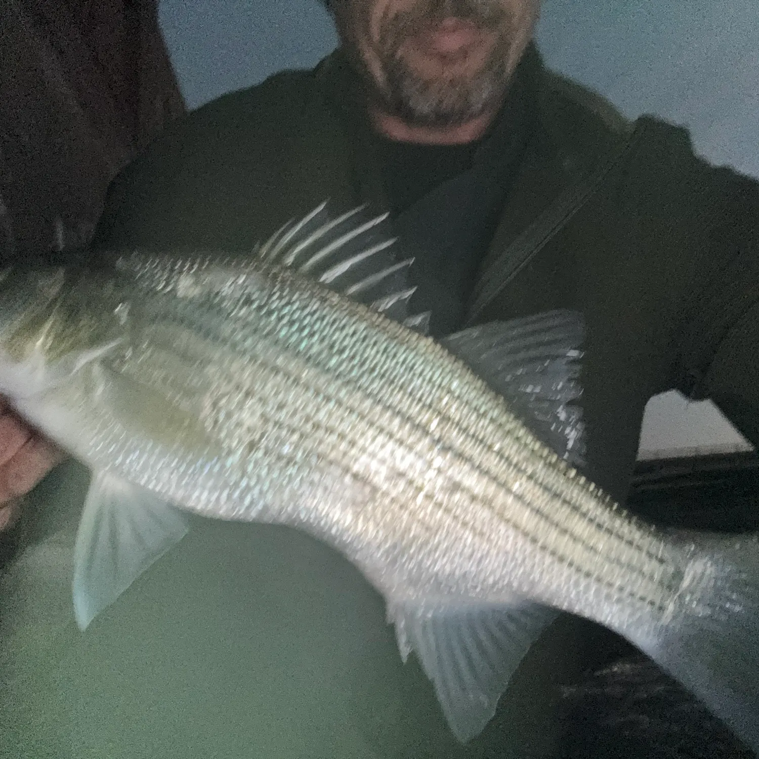 The most recent Wiper catches on Fishbrain