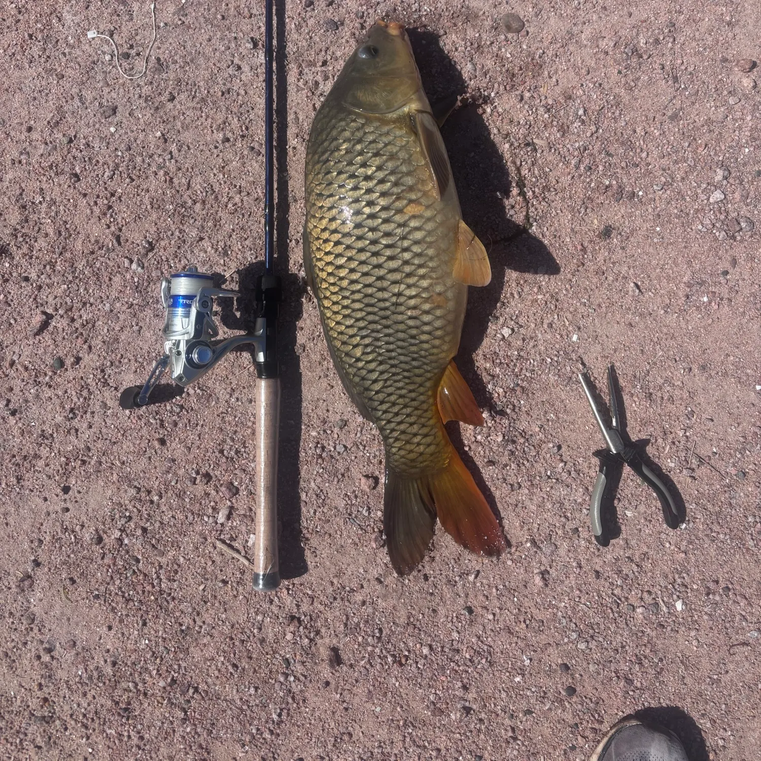Common carp caught on Fishbrain