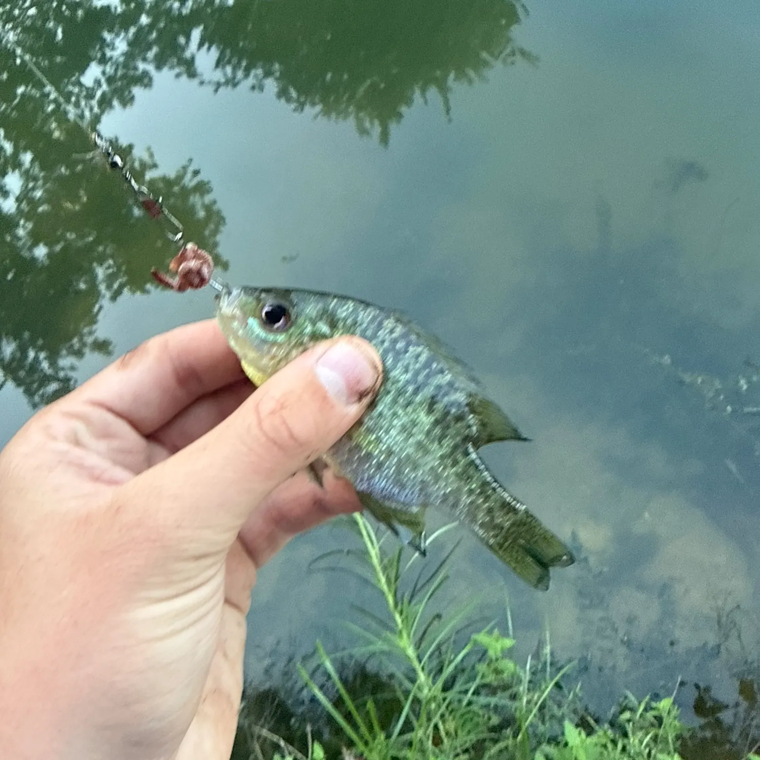 Fish caught on Fishbrain