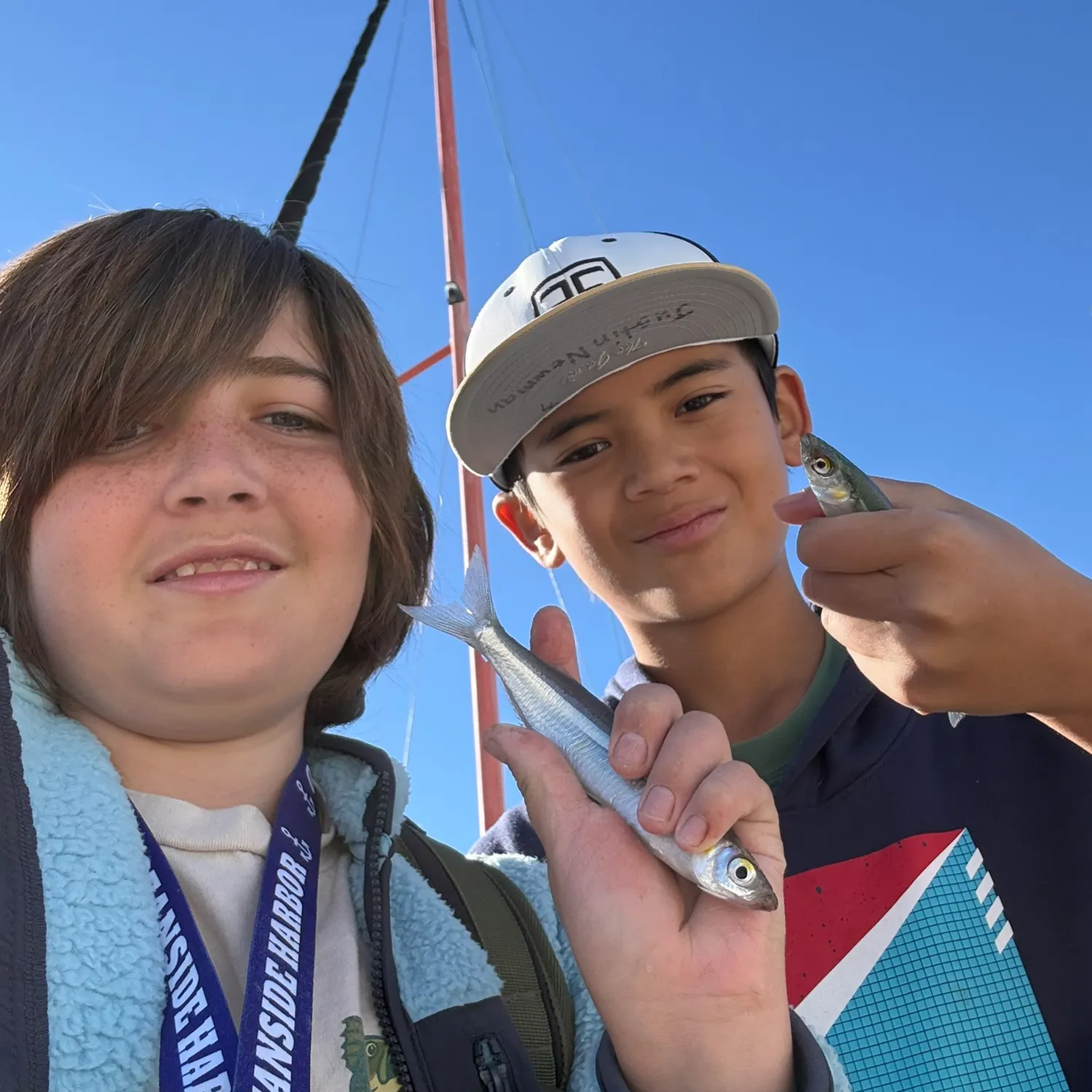 The most recent Topsmelt silverside catches on Fishbrain