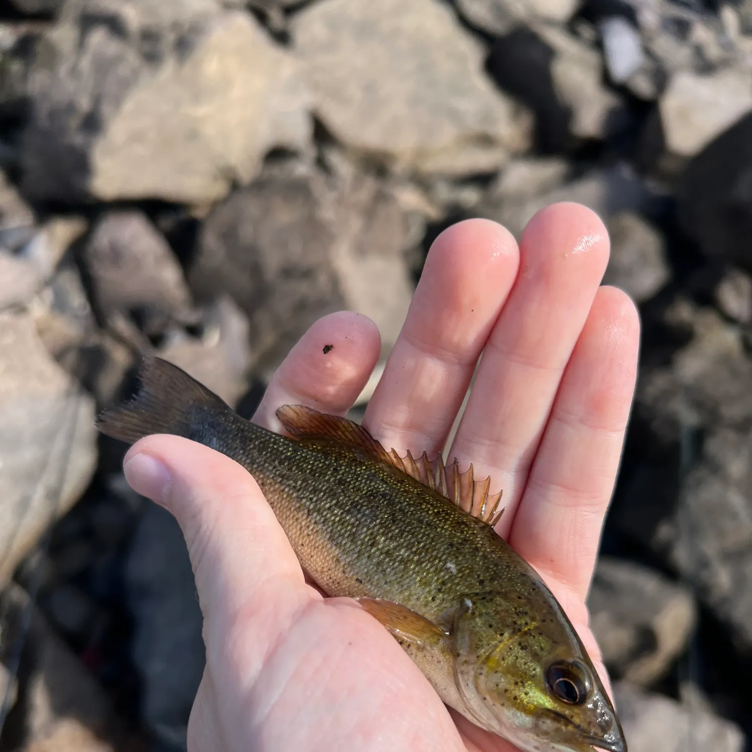 Smallmouth bass caught on Fishbrain