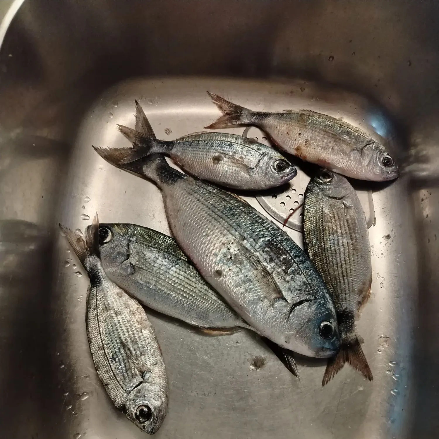 The most recent Saddled seabream catches on Fishbrain
