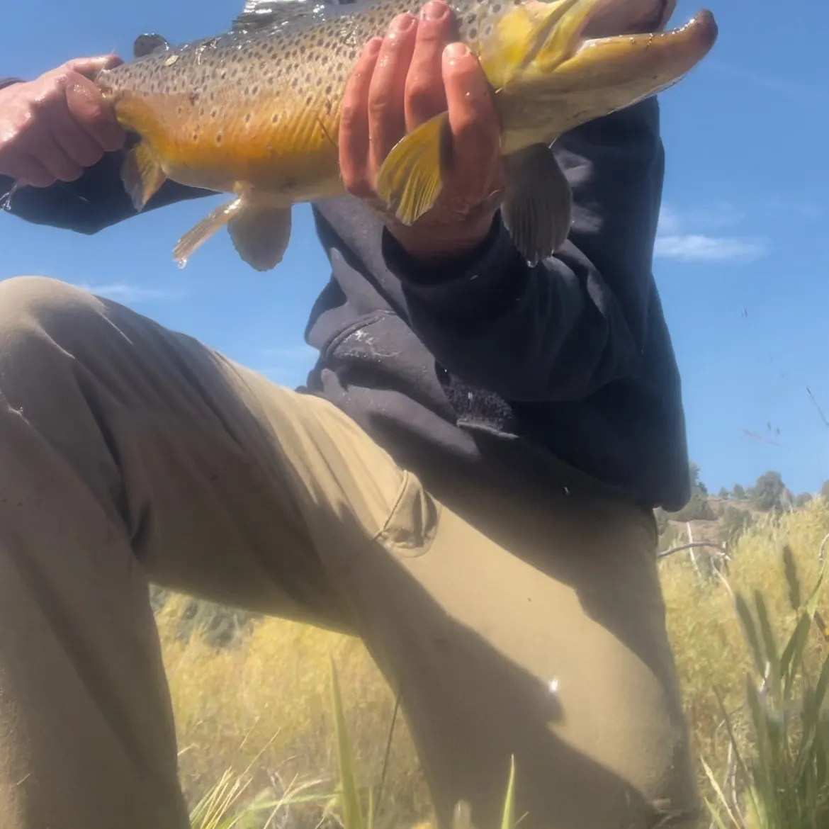 Brown trout caught on Fishbrain