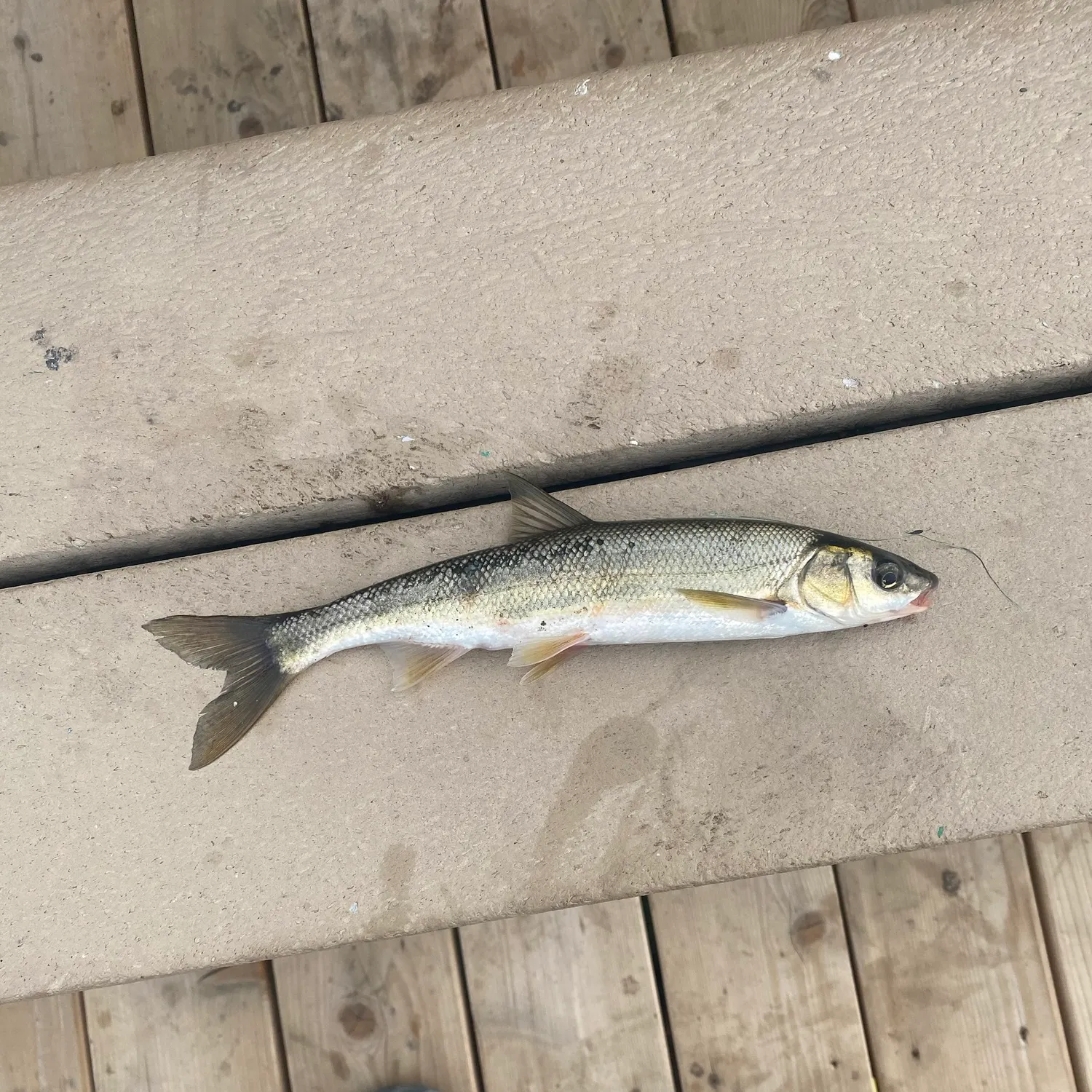 The most recent Peamouth catches on Fishbrain