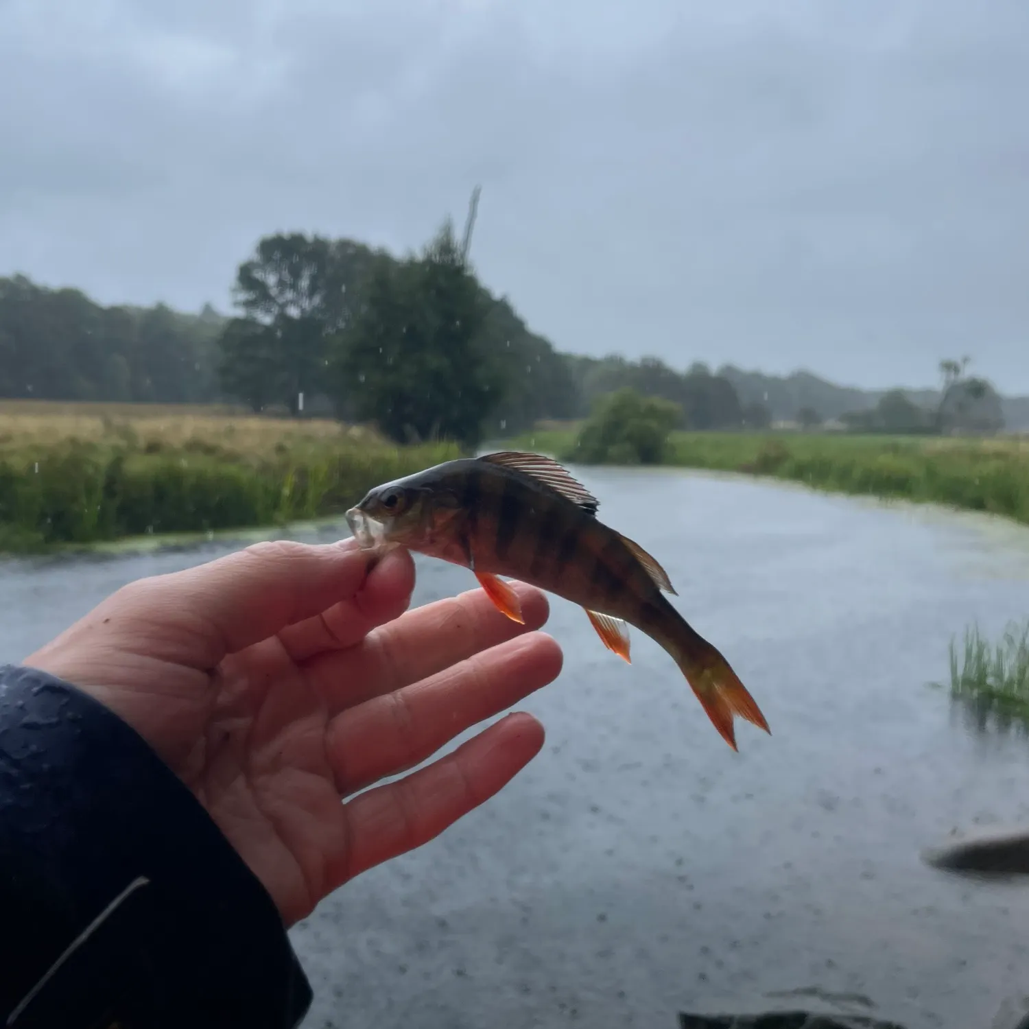 European perch caught on Fishbrain