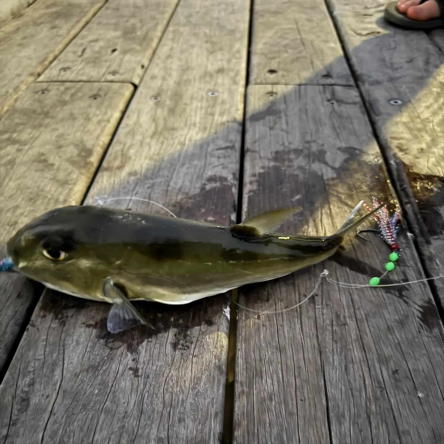 The most recent Lunartail puffer catches on Fishbrain