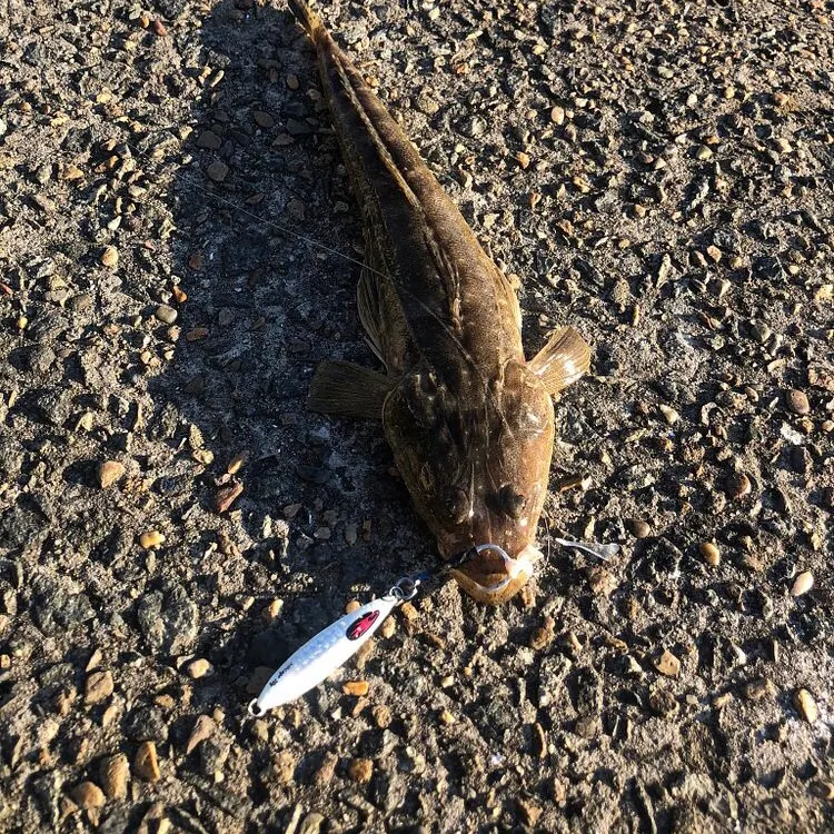 The most recent Dusky flathead catches on Fishbrain