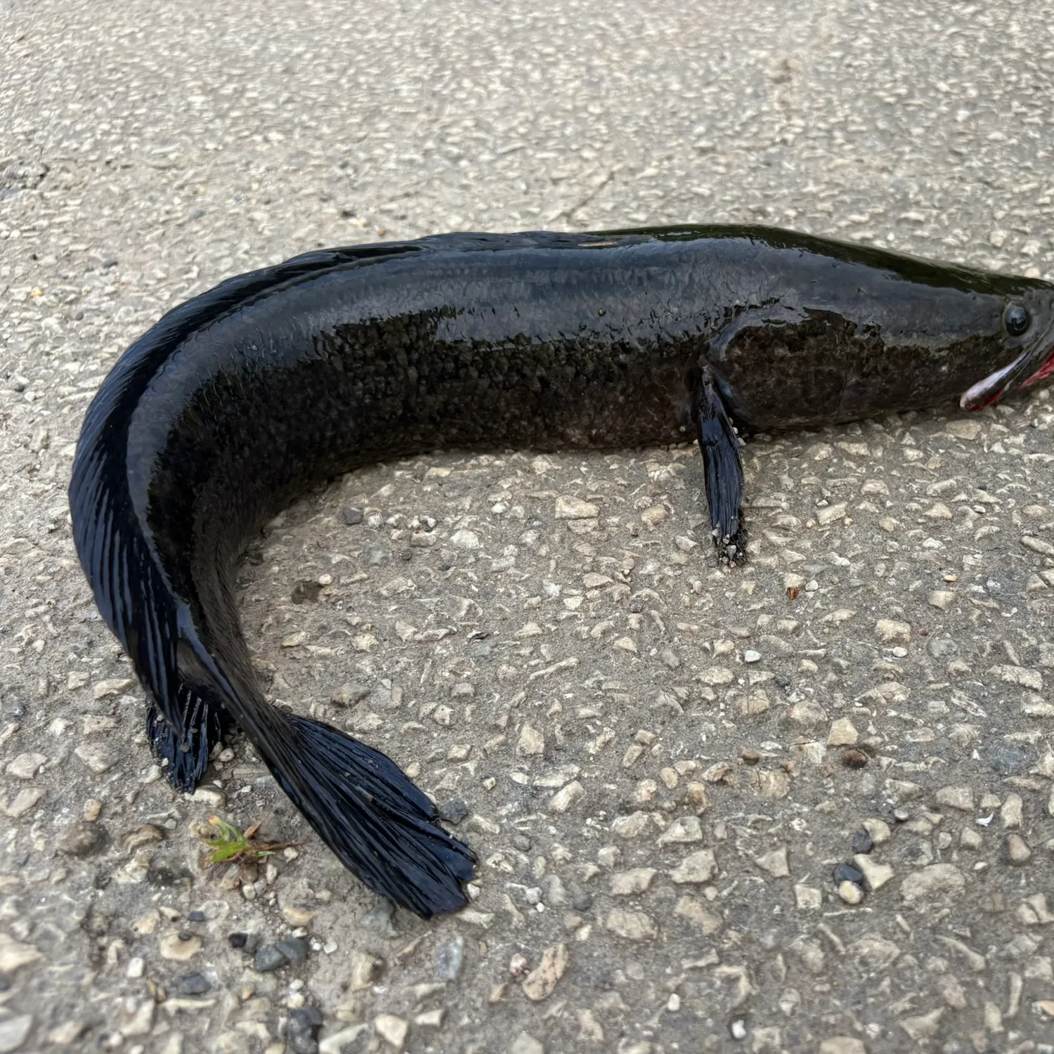 Northern snakehead caught on Fishbrain