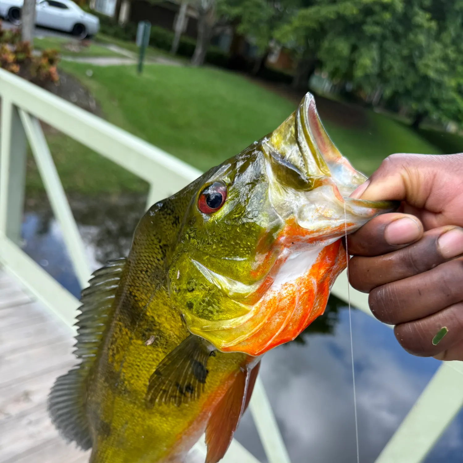 The most recent Butterfly peacock bass catches on Fishbrain