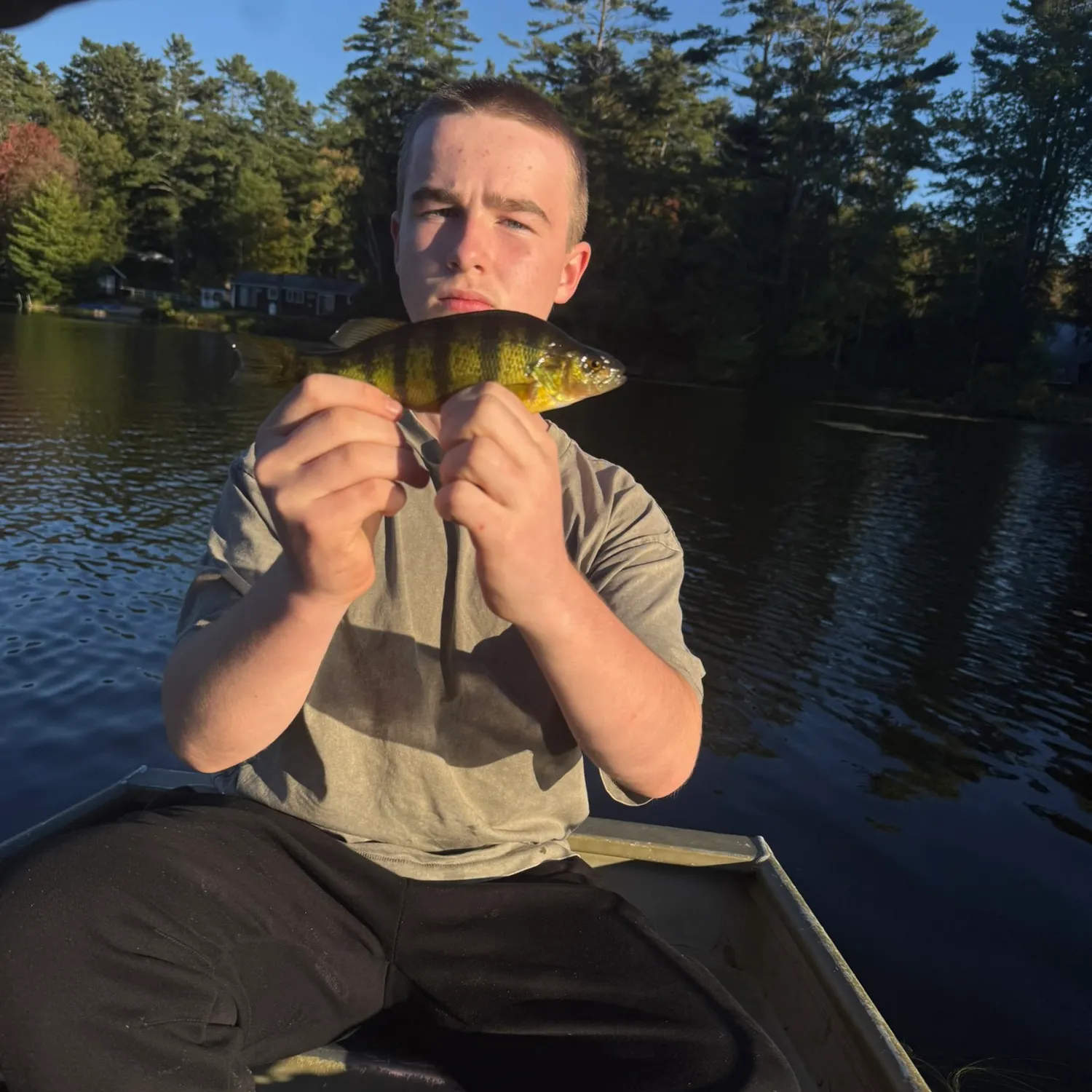 Yellow perch caught on Fishbrain
