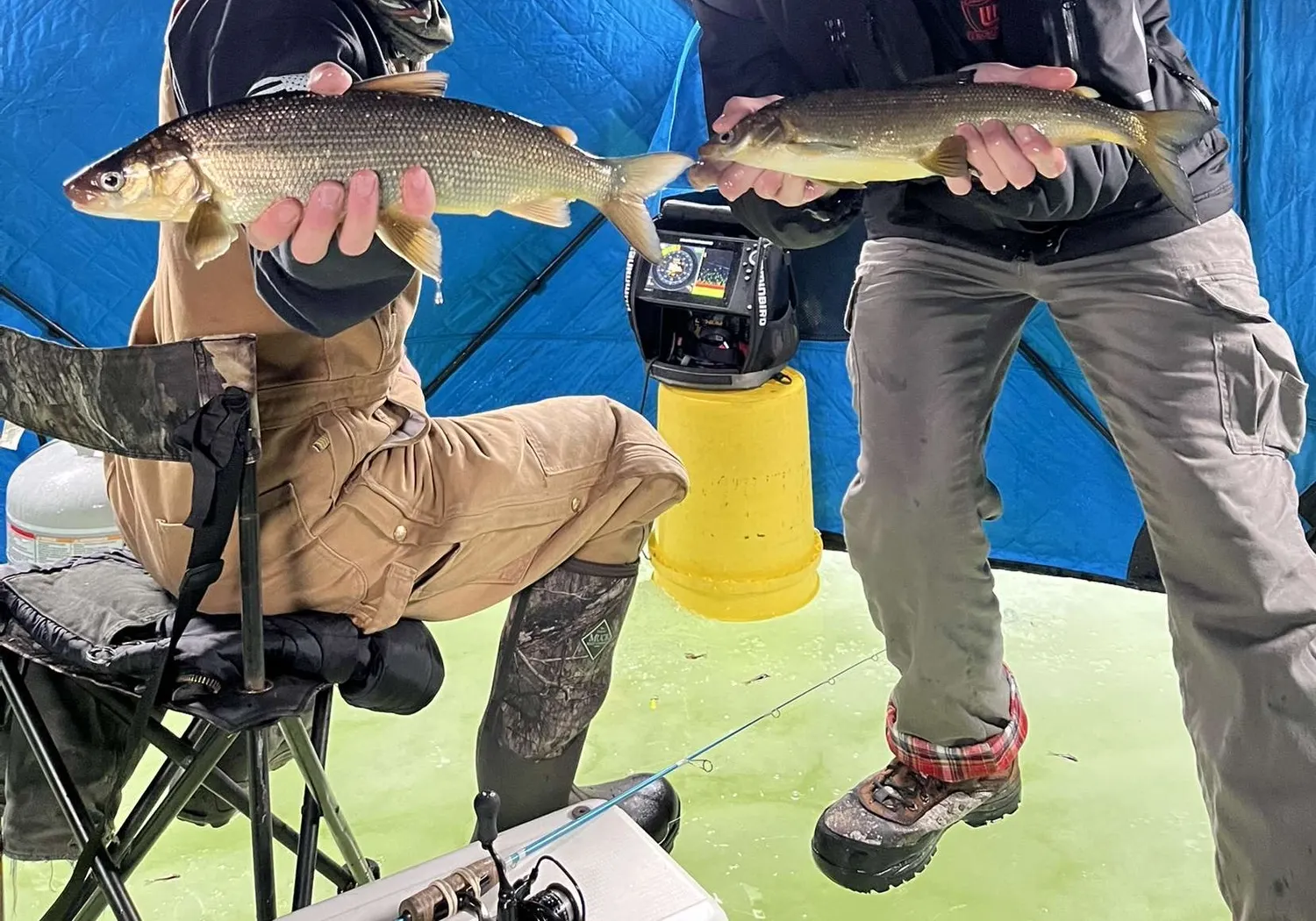 Lake whitefish