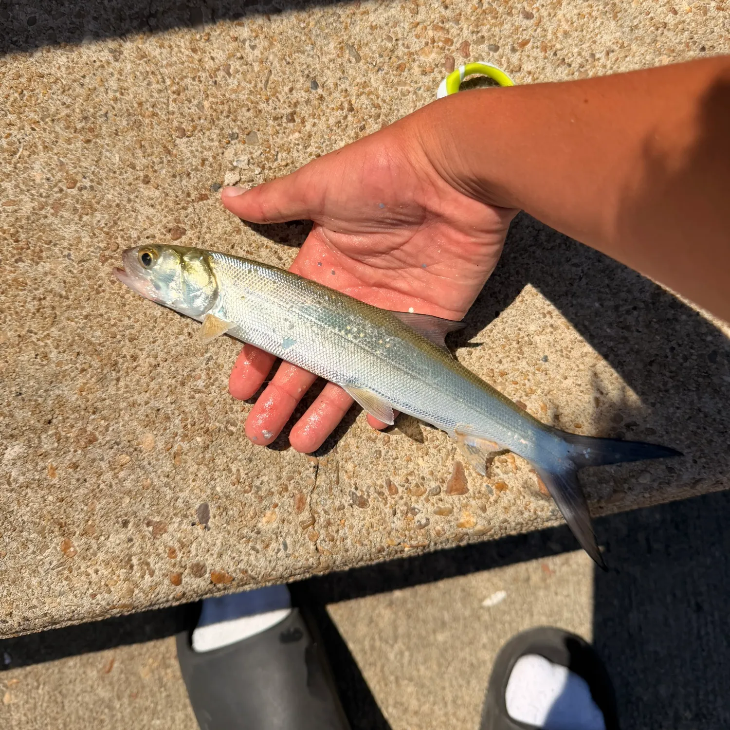 Ladyfish caught on Fishbrain
