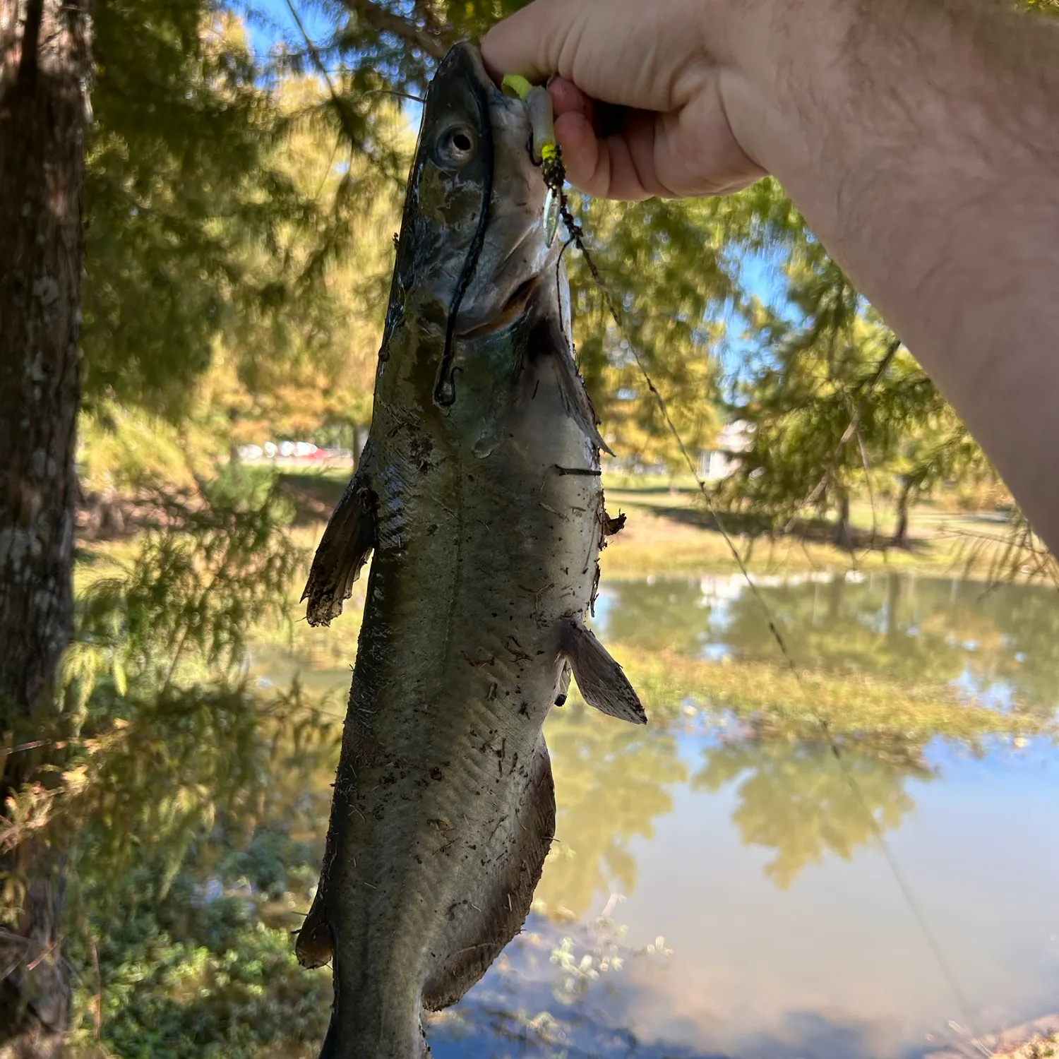 Channel catfish caught on Fishbrain
