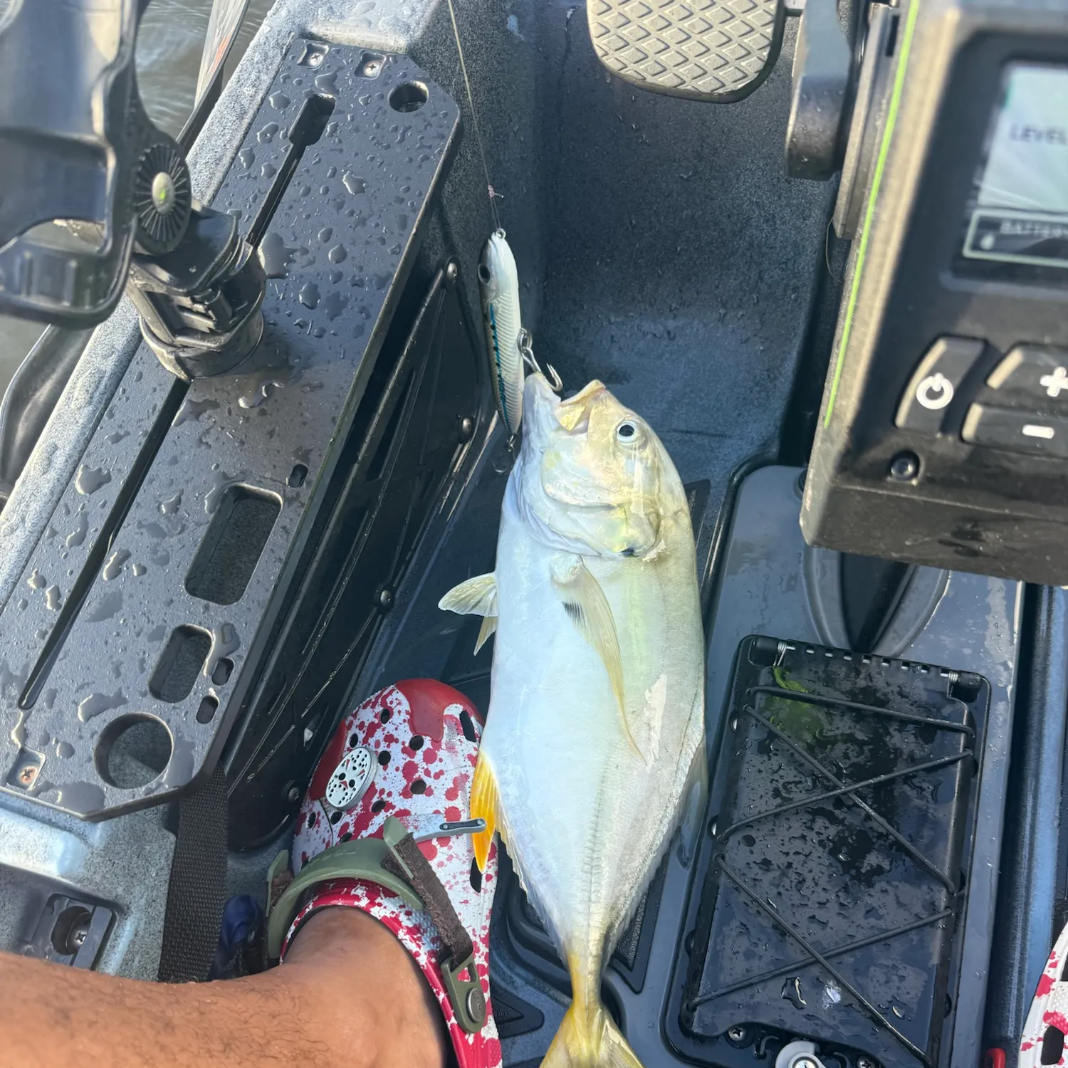 Crevalle jack caught on Fishbrain