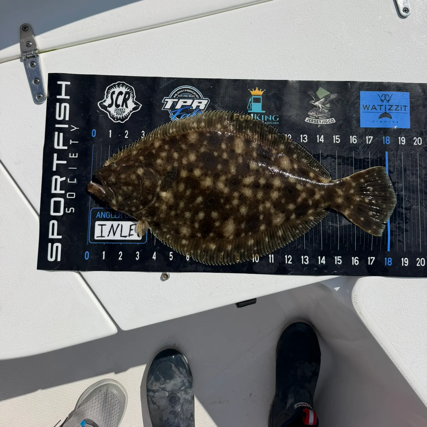 Summer flounder caught on Fishbrain