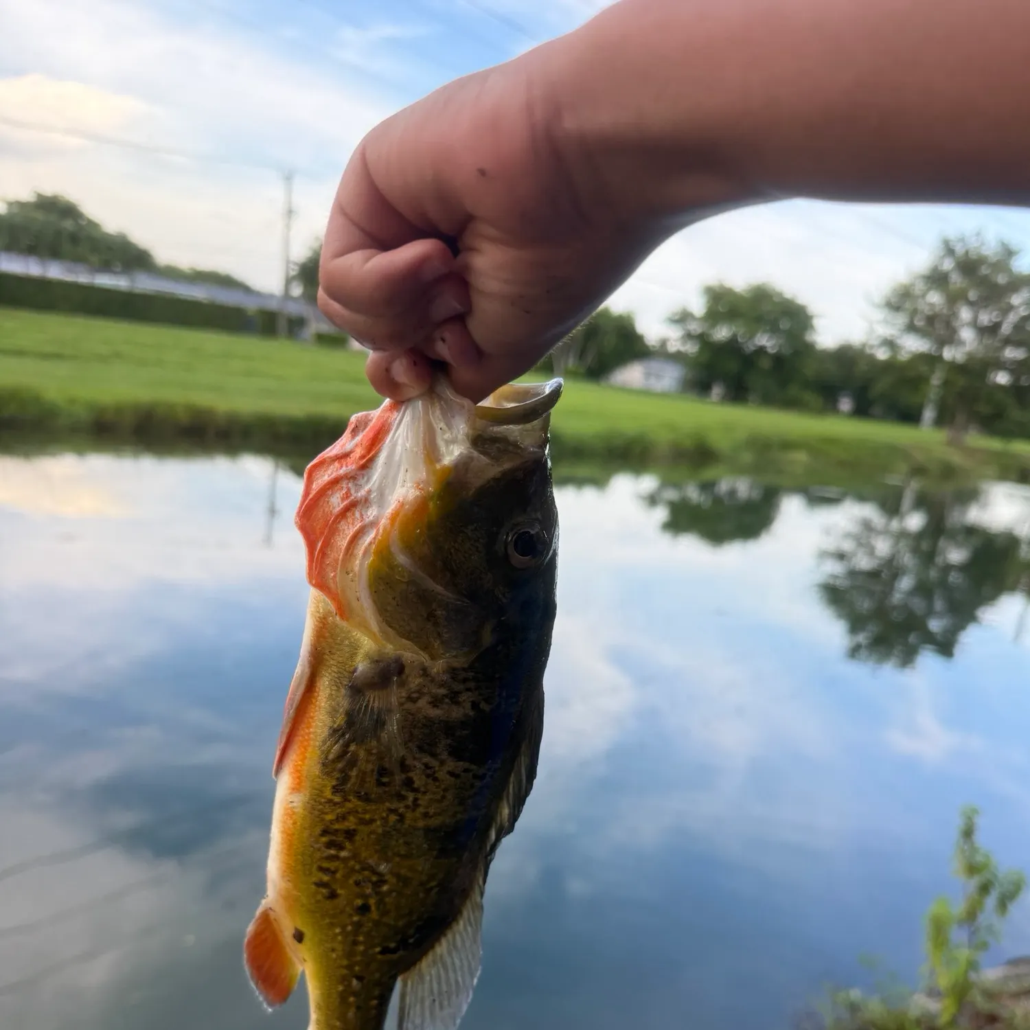 catch