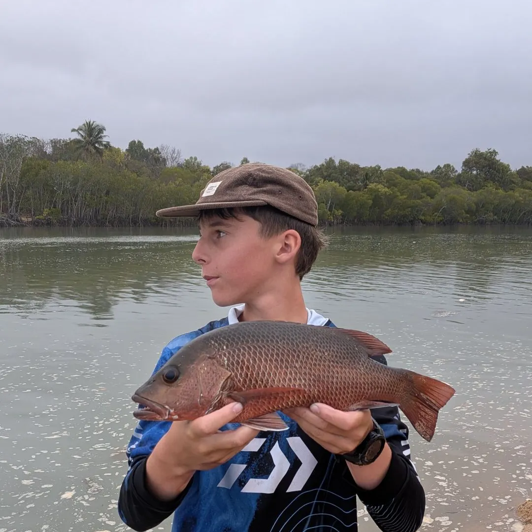 Mangrove red snapper caught on Fishbrain
