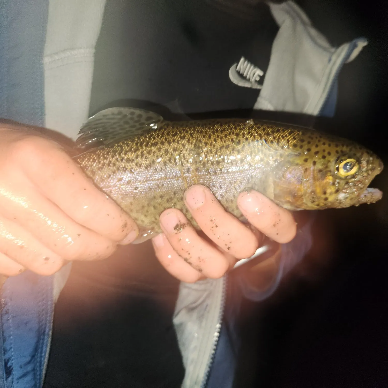 Rainbow trout caught on Fishbrain
