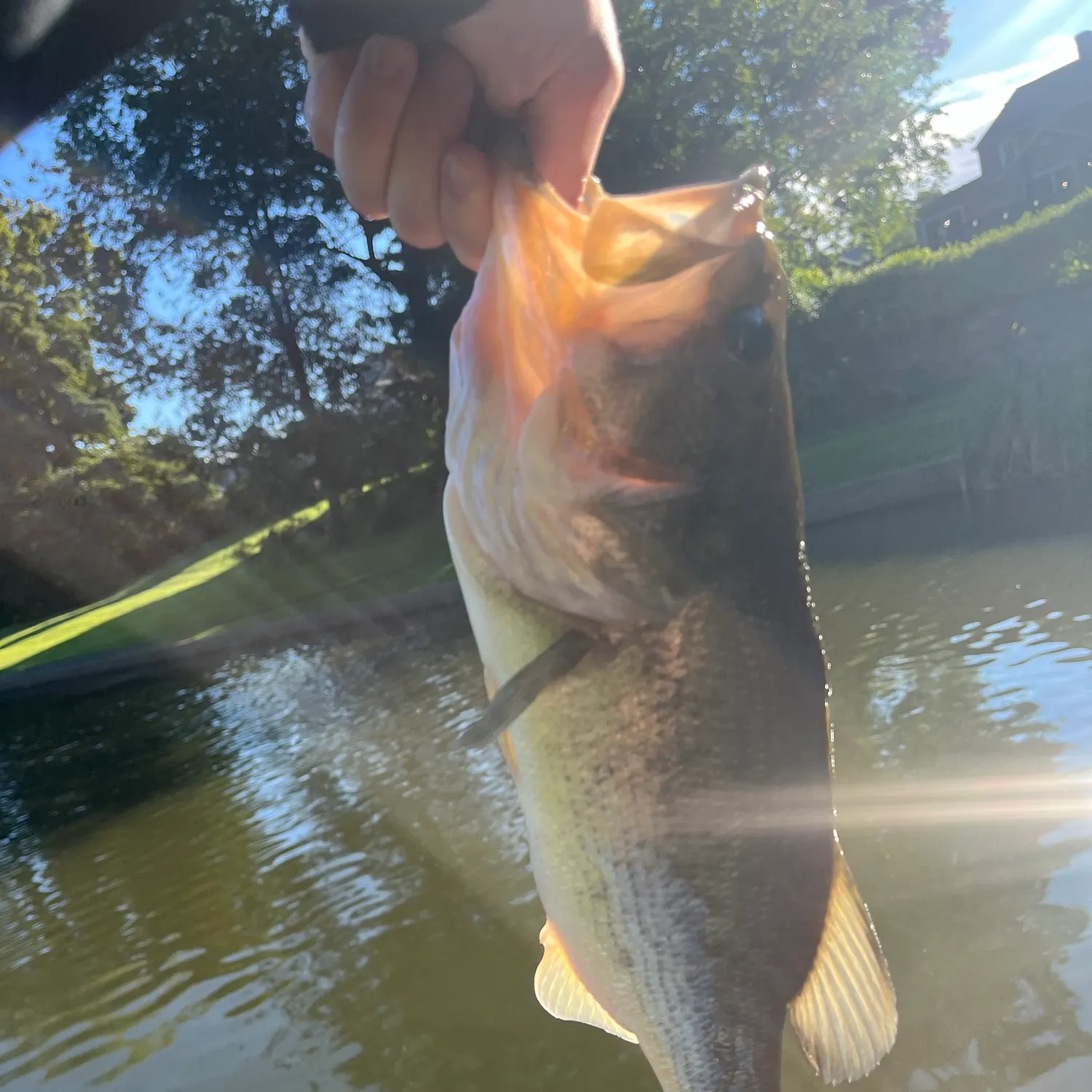 Largemouth bass caught on Fishbrain