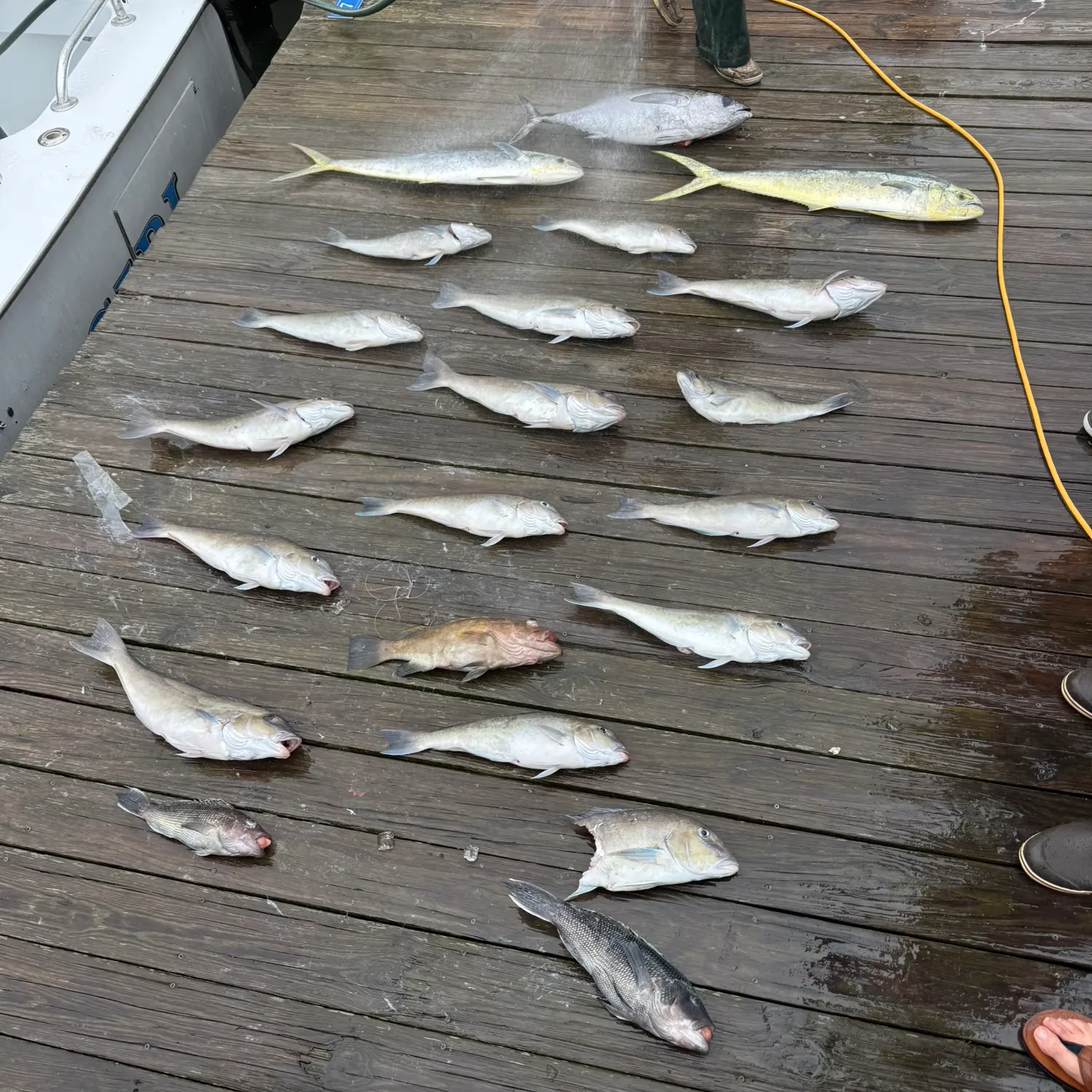 The most recent Grey tilefish catches on Fishbrain